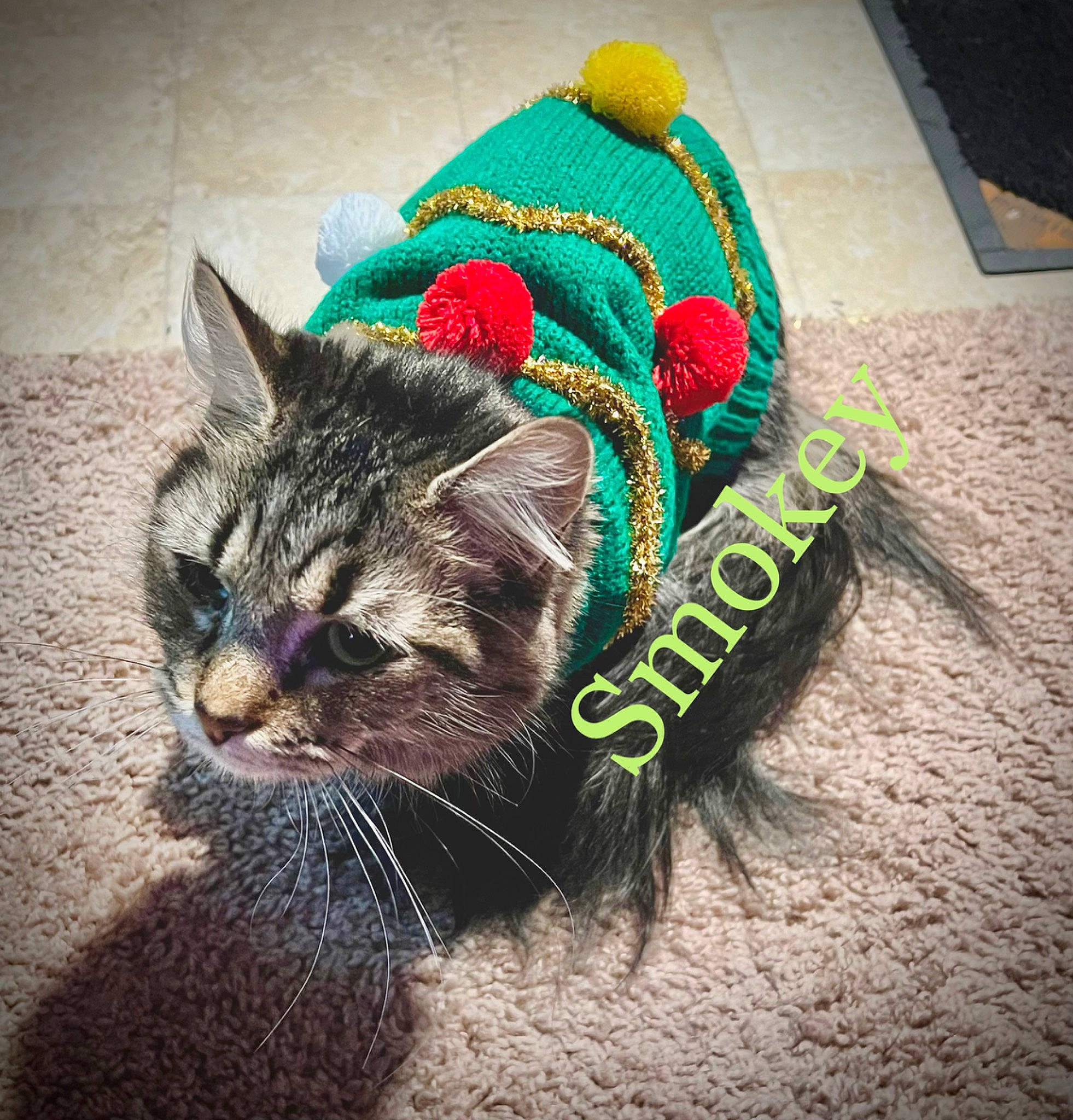 Smokey joined the competition — help win amazing prizes! black_cat, cap, carnivore, cat, costume_hat, domestic_short_haired_cat, fashion_accessory, felidae, fur, grass, hat, holiday, paw, photo_caption, small_to_medium_sized_cats, snout, tail, whiskers, wool, woolen