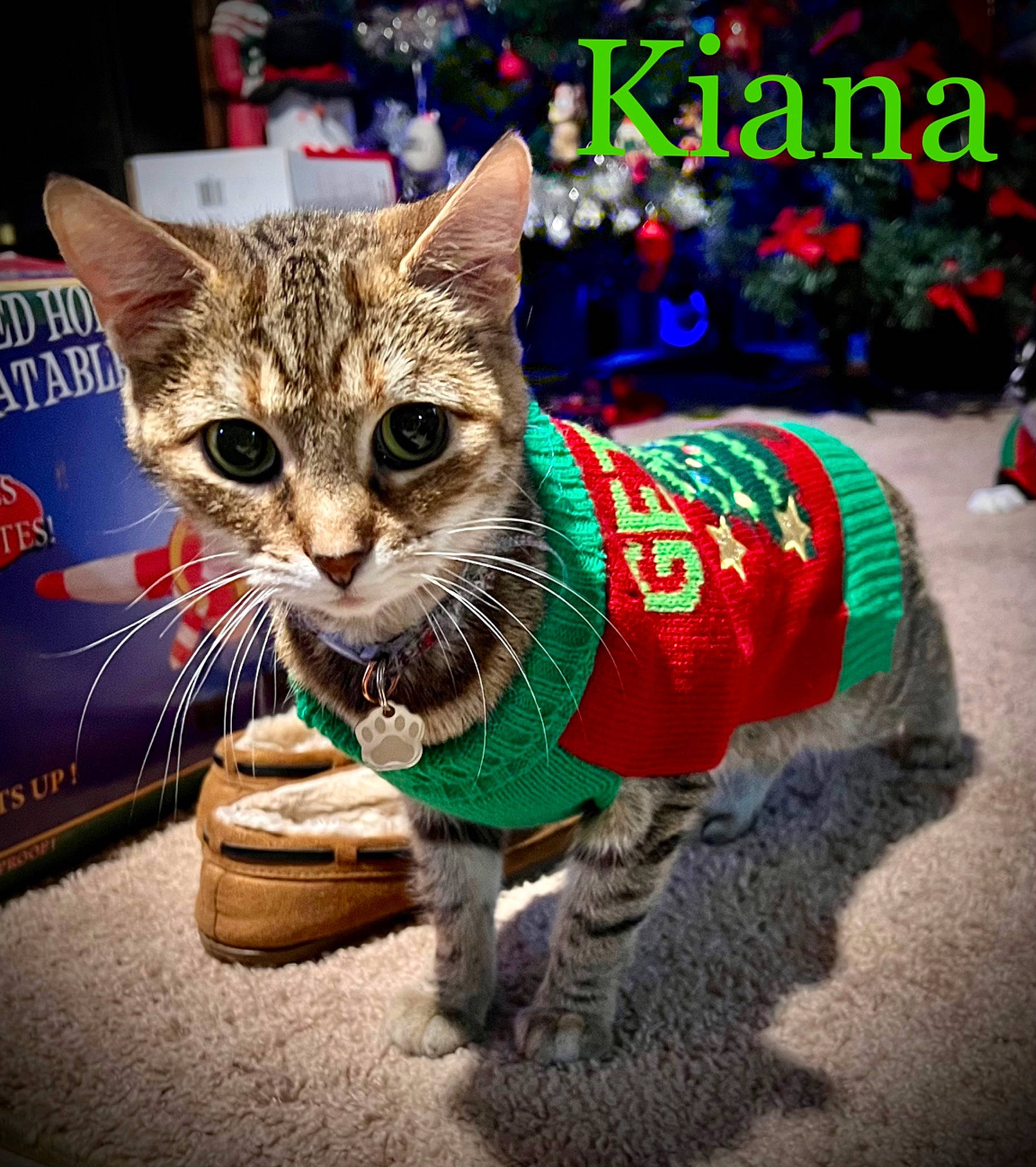 Kiana joined the competition — help win amazing prizes! carnivore, cat, cat_supply, claw, domestic_short_haired_cat, drinking, event, fashion_accessory, felidae, foot, fur, grass, holiday, paw, photo_caption, sitting, small_to_medium_sized_cats, snout, tail, whiskers