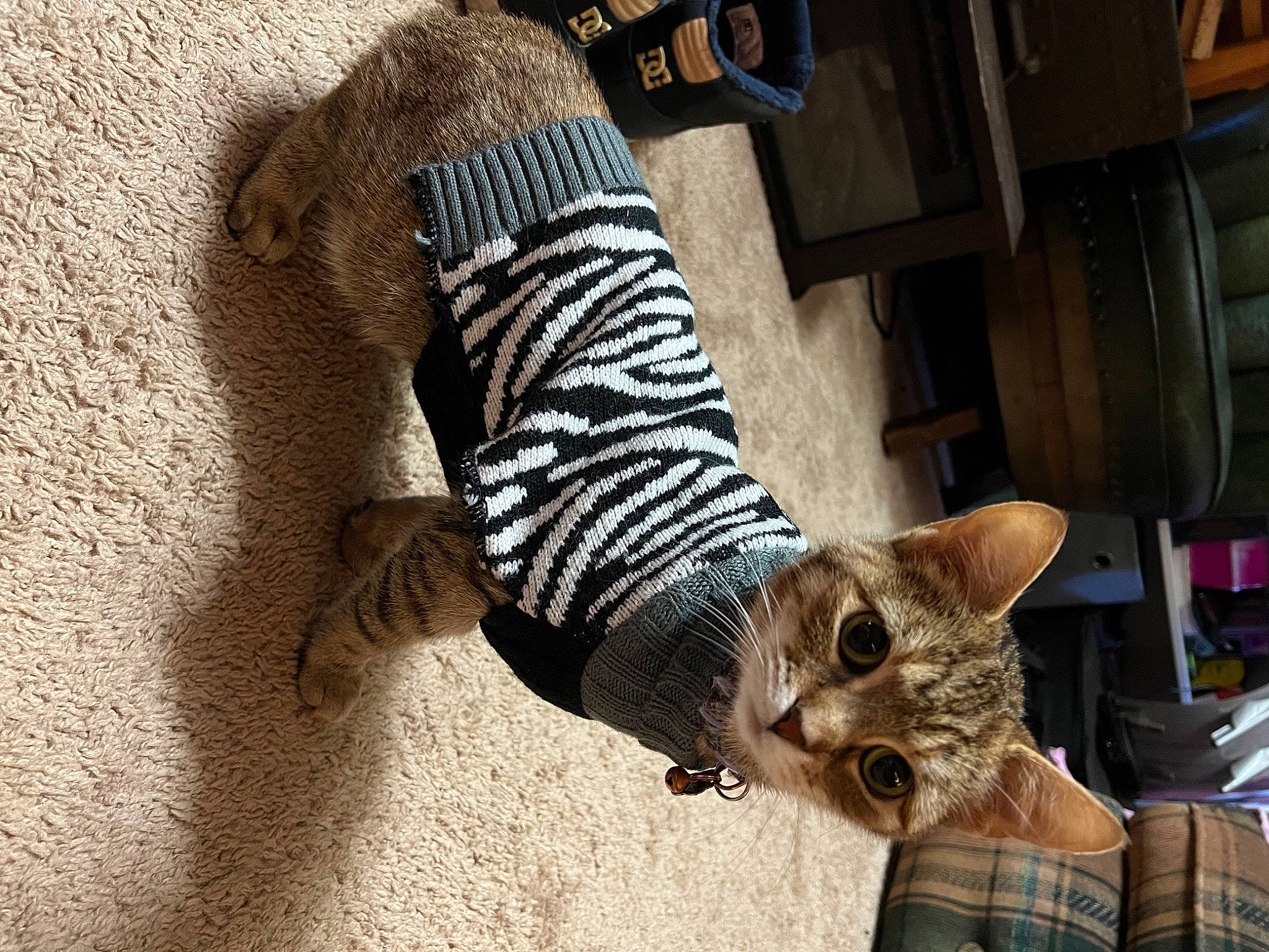 Kiana joined the competition — help win amazing prizes! carnivore, cat, domestic_short_haired_cat, fawn, felidae, flooring, foot, fur, grey, human_leg, pattern, sleeve, small_to_medium_sized_cats, sock, sportswear, tail, thigh, tree, whiskers, wood