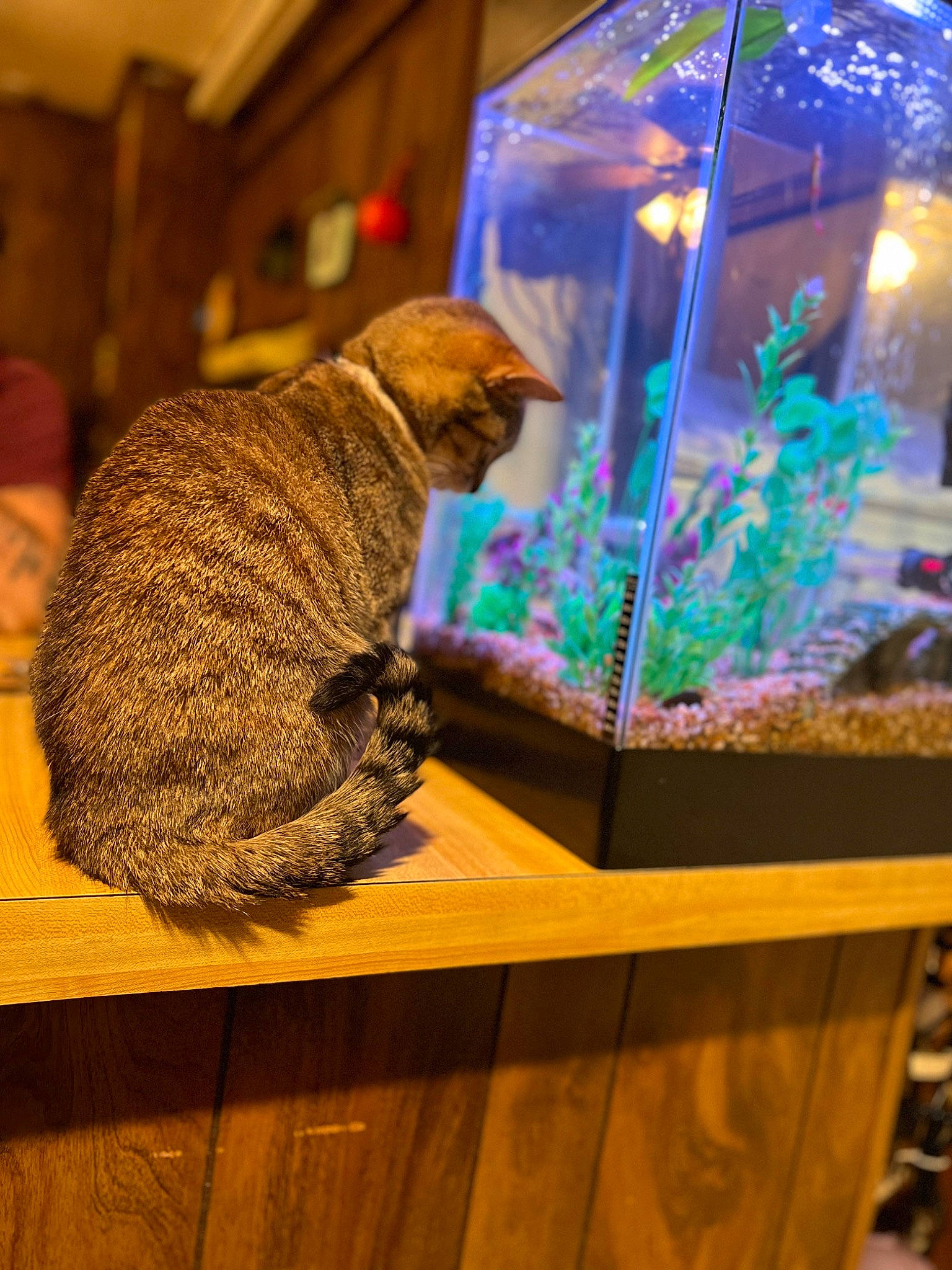 Kiana joined the competition — help win amazing prizes! aquarium, aquarium_lighting, aquatic_plant, carnivore, cat, electric_blue, fawn, felidae, fish, fish_supply, hardwood, marine_biology, pet_supply, plant, small_to_medium_sized_cats, tail, terrestrial_animal, vertebrate, water, wood