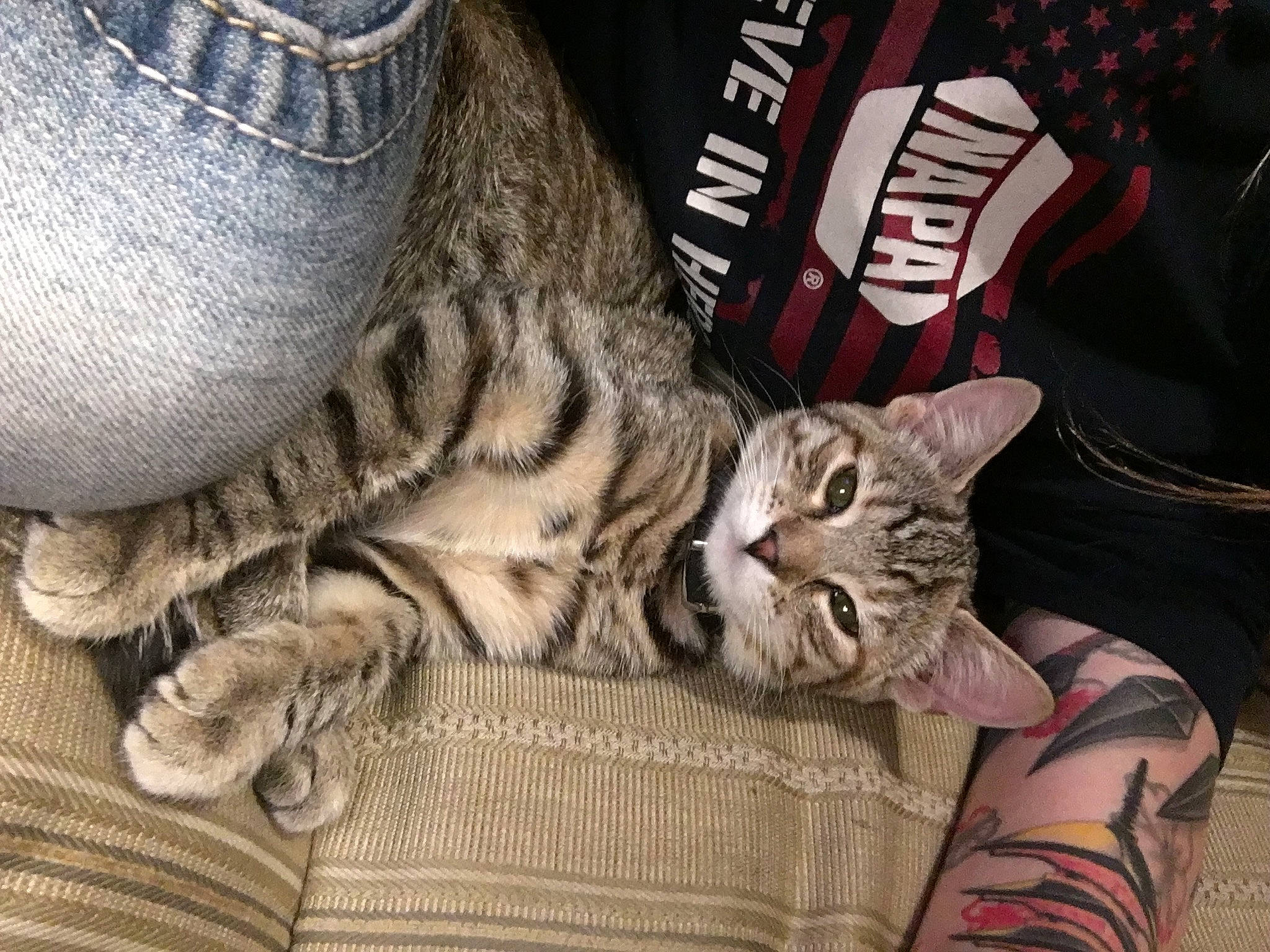 Kiana is registered to the contest to win money with this photo: carnivore, cat, claw, comfort, domestic_short_haired_cat, felidae, foot, fur, human_leg, military_camouflage, nap, pattern, paw, sitting, sleeve, small_to_medium_sized_cats, terrestrial_animal, textile, thigh, whiskers