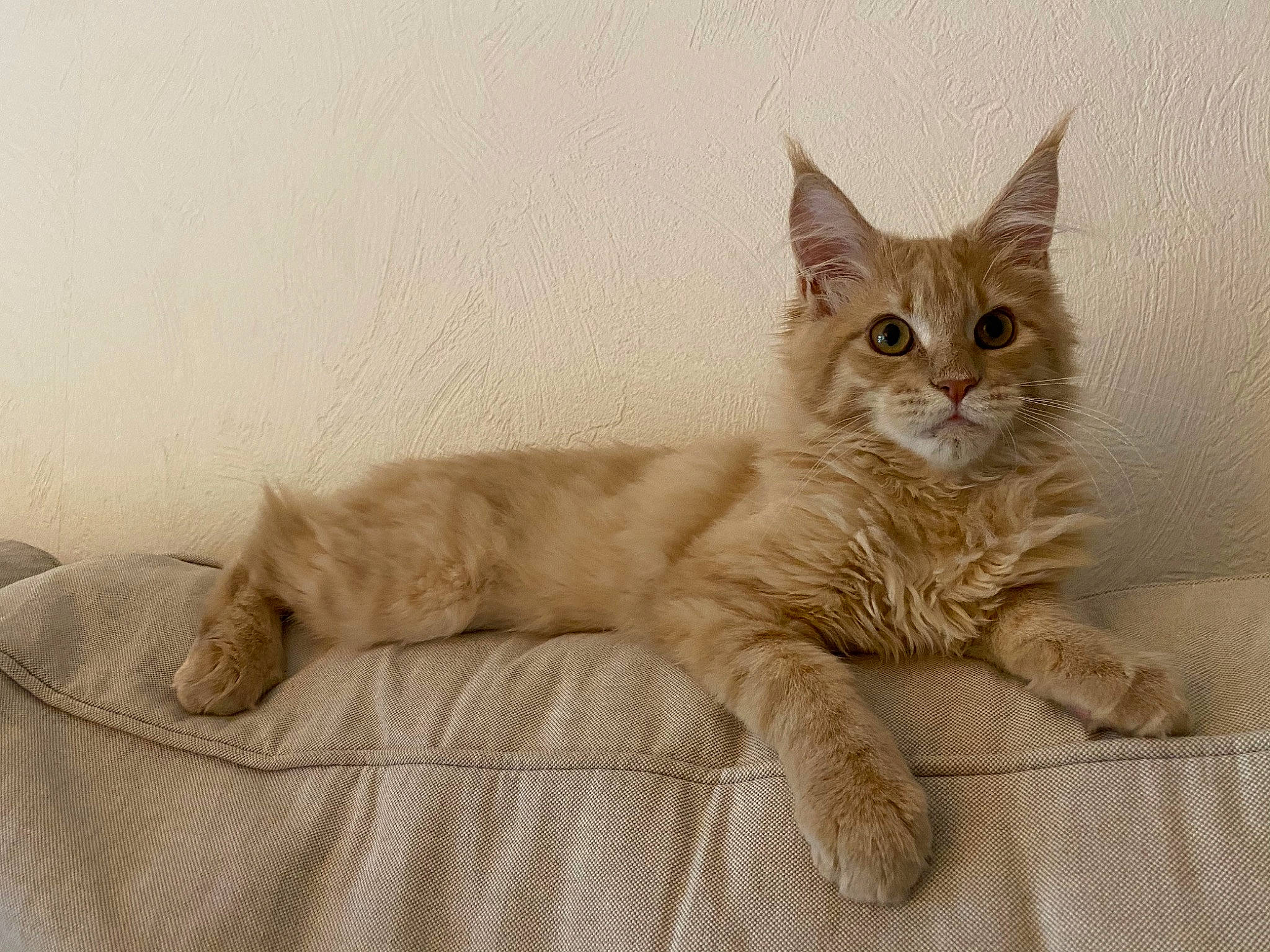 Rubis participe au concours pour gagner de l'argent avec cette photo : arabian_mau, asian, asian_semi_longhair, australian_mist, british_semi_longhair, carnivore, cat, domestic_short_haired_cat, european_shorthair, fawn, felidae, kitten, laperm, maine_coon, mammal, ragamuffin, small_to_medium_sized_cats, tabby_cat, vertebrate, whiskers