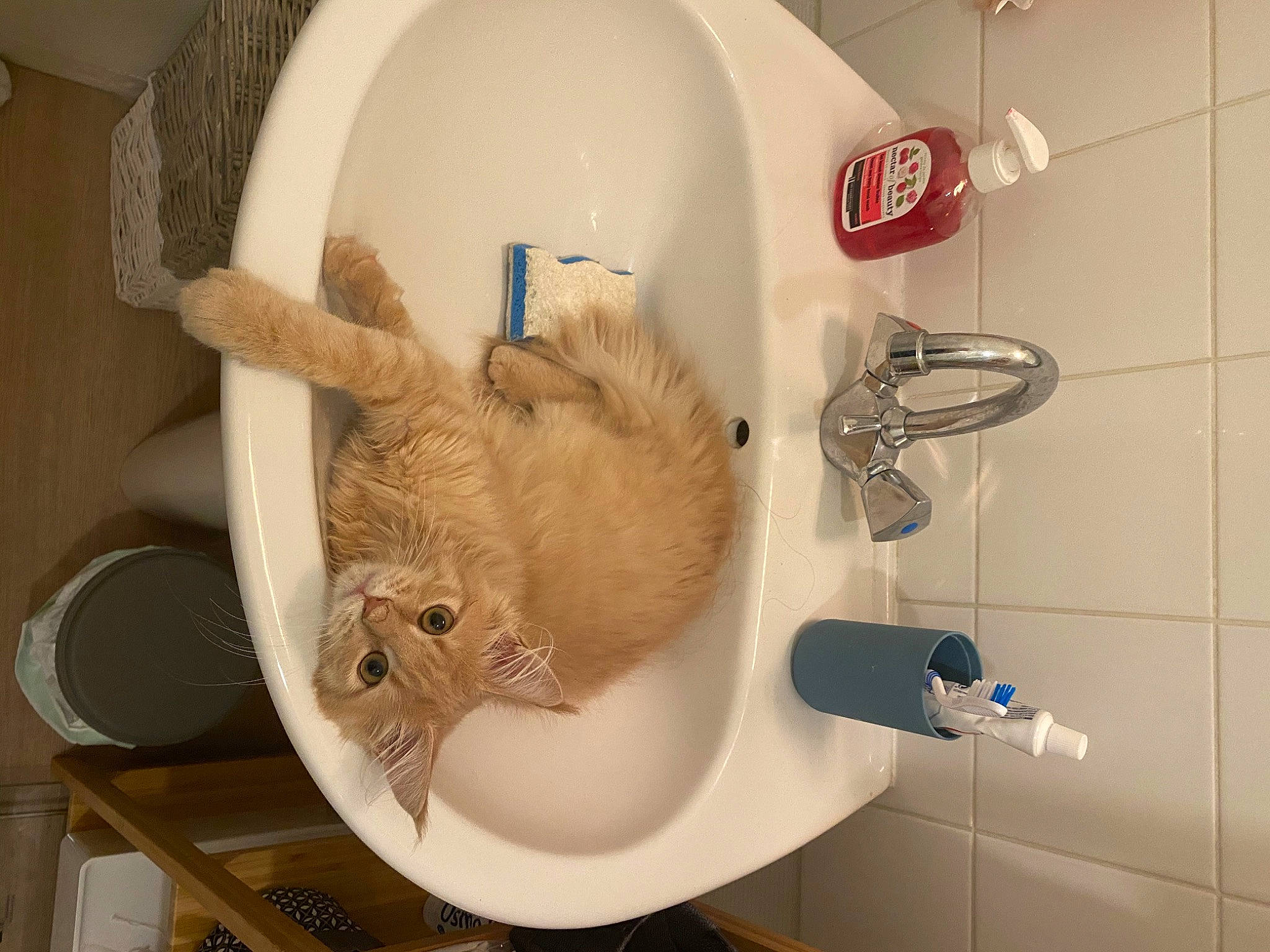 Rubis a rejoint le concours — aidez-le/la à gagner de superbes lots ! bathroom, bidet, cat, plumbing, plumbing_fixture, room, toilet, toilet_seat