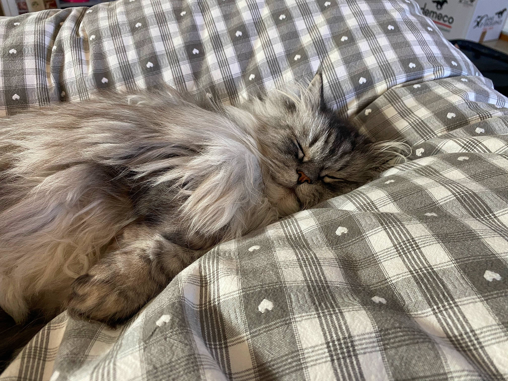 Inox a rejoint le concours — aidez-le/la à gagner de superbes lots ! carnivore, cat, domestic_long_haired_cat, felidae, fur, furniture, maine_coon, nap, norwegian_forest_cat, sleep, small_to_medium_sized_cats, tail, whiskers