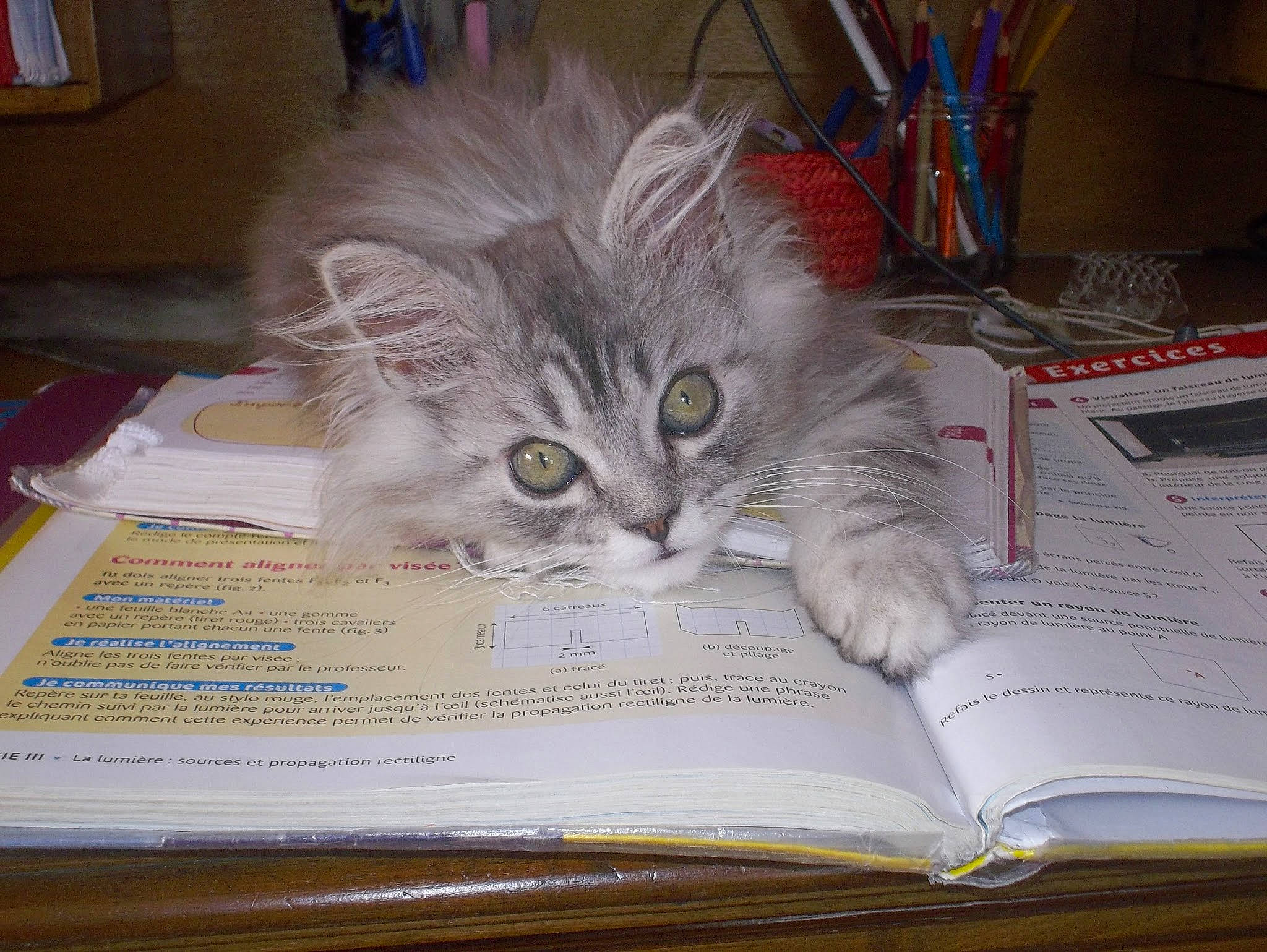 Inox participe au concours pour gagner de l'argent avec cette photo : american_curl, british_semi_longhair, carnivore, cat, domestic_long_haired_cat, felidae, kitten, norwegian_forest_cat, ragamuffin, siberian, small_to_medium_sized_cats, whiskers