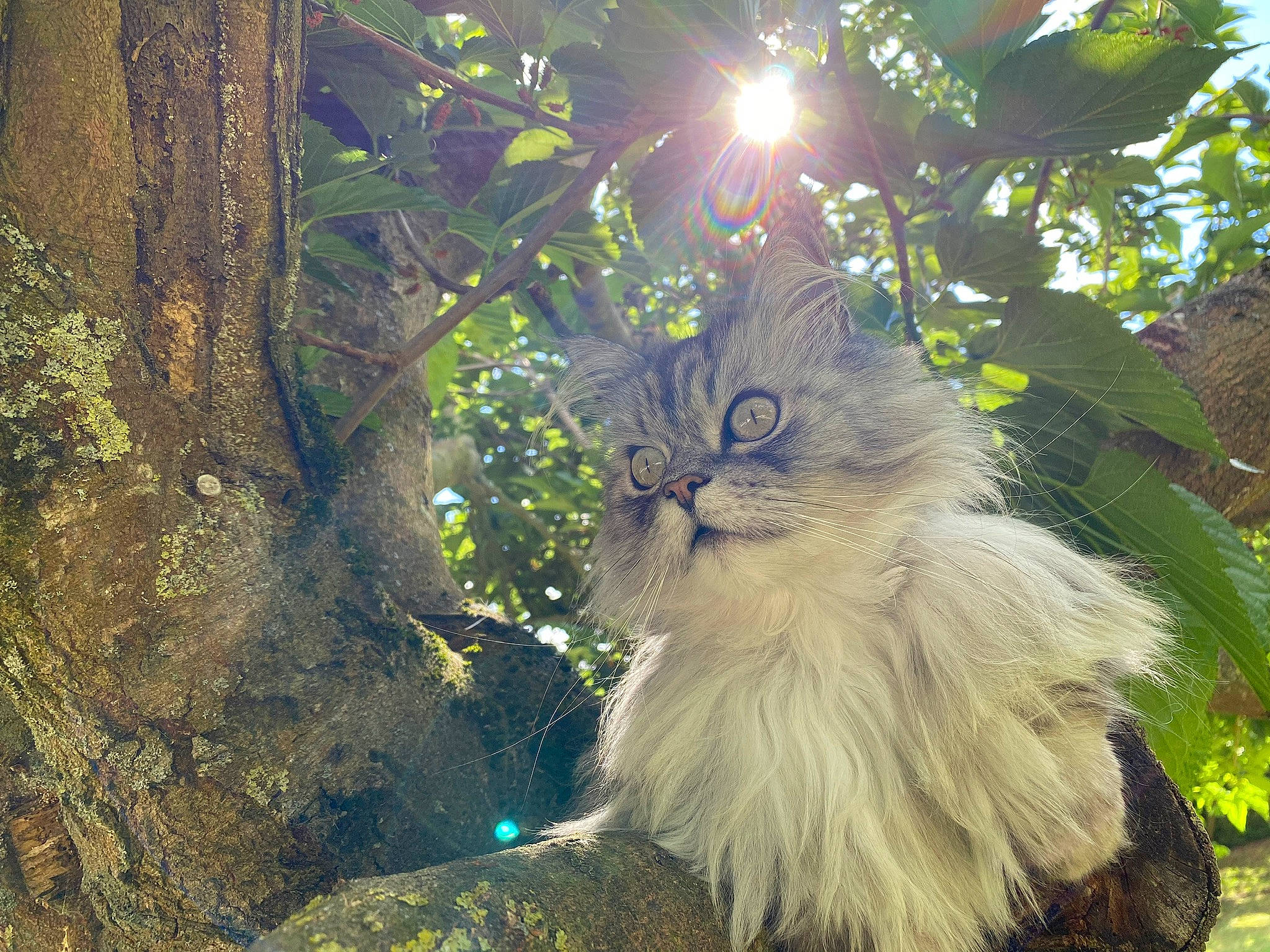Inox participe au concours pour gagner de l'argent avec cette photo : branch, carnivore, cat, domestic_long_haired_cat, eye, felidae, forest, fur, leaf, light, maine_coon, norwegian_forest_cat, organism, persian, plant, small_to_medium_sized_cats, sunlight, tree, whiskers, wildlife