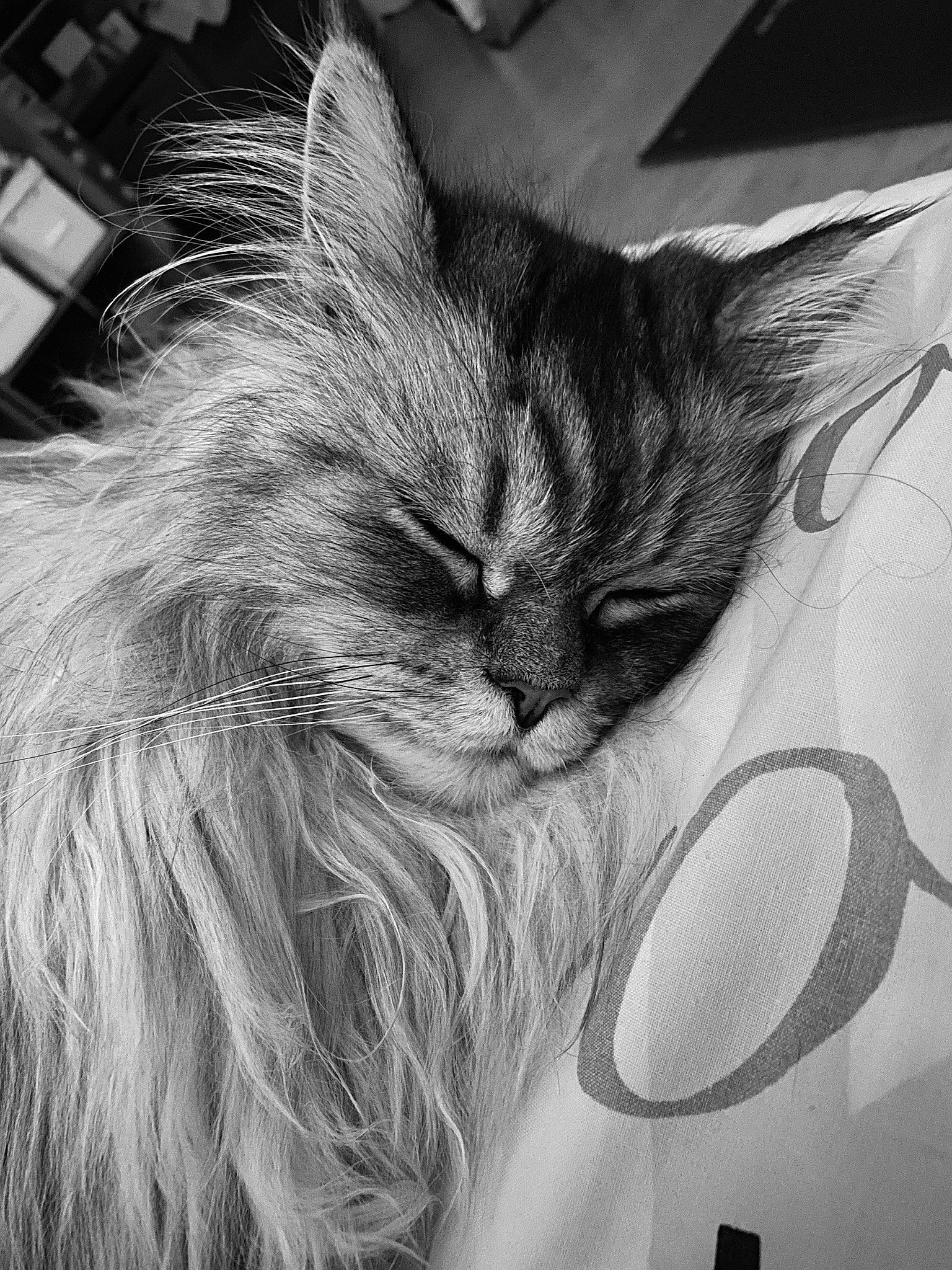 Inox a rejoint le concours — aidez-le/la à gagner de superbes lots ! black_and_white, carnivore, cat, domestic_long_haired_cat, ear, eye, felidae, fur, kitten, monochrome, monochrome_photography, norwegian_forest_cat, photography, sleep, small_to_medium_sized_cats, snout, style, whiskers