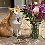 cat, orange_cat, white_cat, flower_bouquet, mason_jar, indoor, tile_floor, pet, animal, fluffy, heart_tag, plant, greenery, pink_flower, purple_flower, white_flower, still_life, domestic, cute, sitting