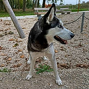 Queen a rejoint le concours — aidez-le/la à gagner de superbes lots ! dog, siberian_husky, park, outdoor, trees, bench, gravel, fallen_leaves, animal, pet, canine, nature, daylight, alert, standing, fur, tongue, ears, snout, happy