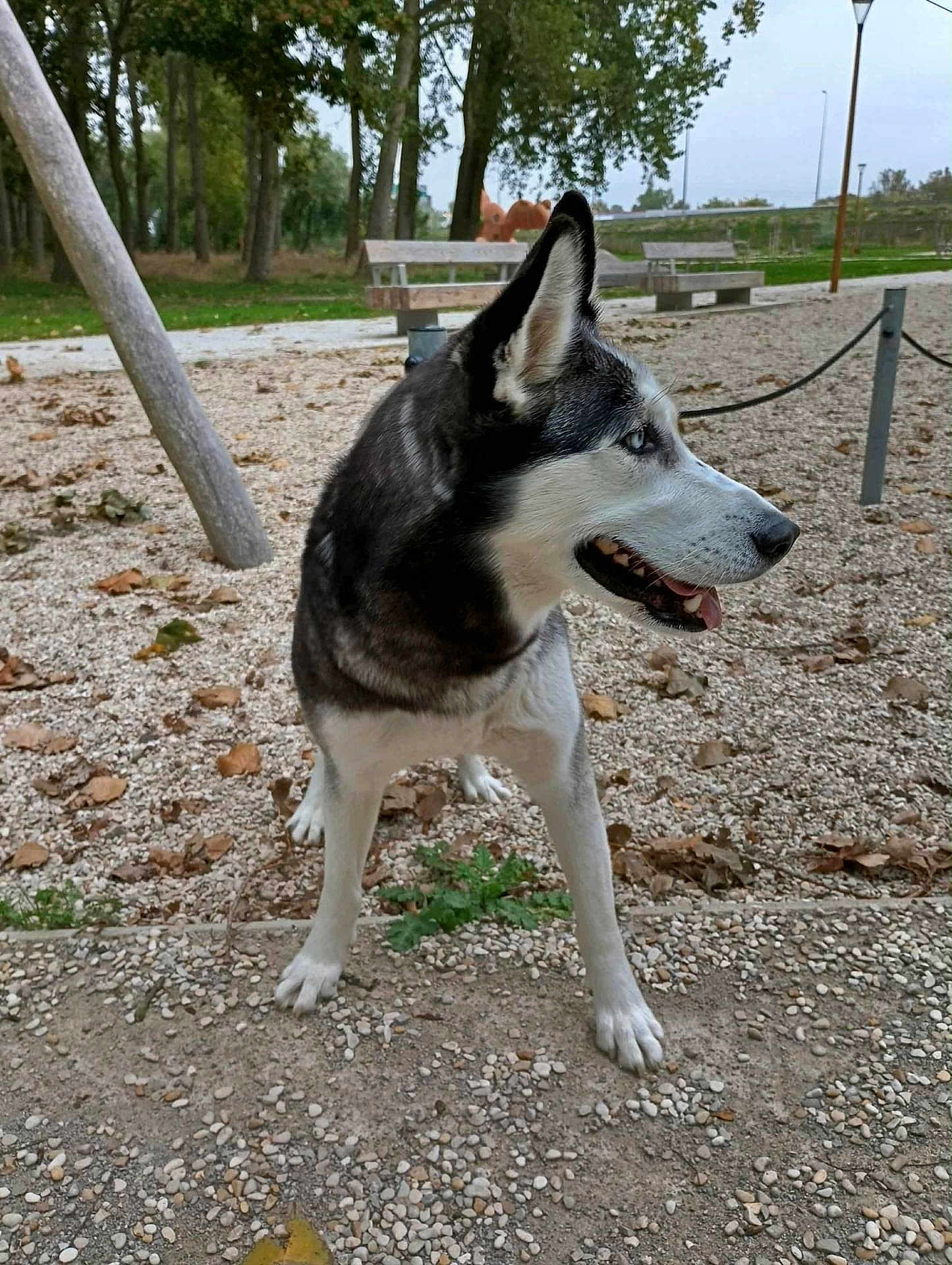 Queen a rejoint le concours — aidez-le/la à gagner de superbes lots ! dog, siberian_husky, park, outdoor, trees, bench, gravel, fallen_leaves, animal, pet, canine, nature, daylight, alert, standing, fur, tongue, ears, snout, happy