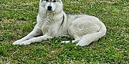 Talia participe au concours pour gagner de l'argent avec cette photo : dog, husky, canine, animal, pet, outdoor, grass, lawn, nature, fur, laying_down, mammal, domestic_animal, quiet, calm, ears, tail, face, eyes, resting
