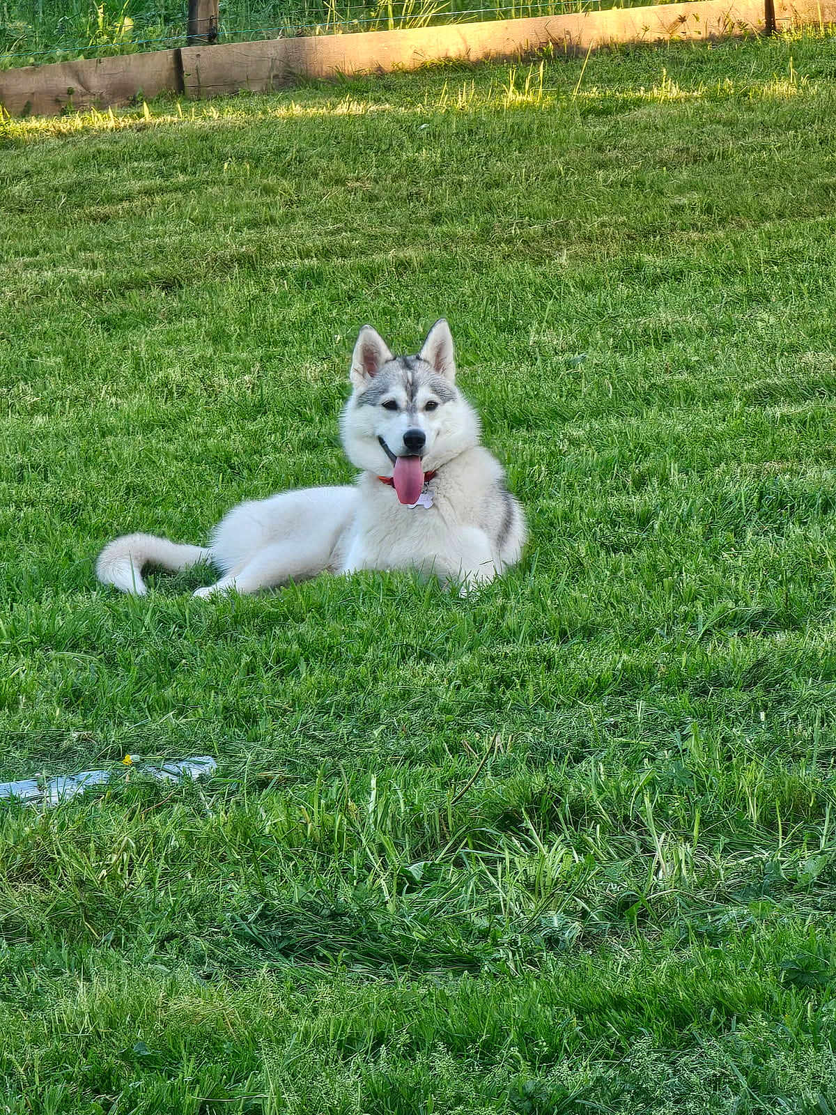 Talia a rejoint le concours — aidez-le/la à gagner de superbes lots ! dog, husky, grass, outdoor, pet, animal, tongue_out, happy, lying_down, greenery, nature, canine, fur, ears, collar, sunlight, summer, playful, relaxed, mammal