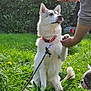 Talia a rejoint le concours — aidez-le/la à gagner de superbes lots ! dog, white_dog, red_collar, paw, person_hand, treat, grass, flowers, greenery, outdoor, garden, leash, playful, tongue_out, small_dog, curious, pets, nature, sunlight, interaction