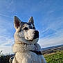 Talia a rejoint le concours — aidez-le/la à gagner de superbes lots ! dog, husky, outdoor, sky, blue_sky, clouds, grass, nature, animal, pet, canine, portrait, fur, ears, collar, landscape, daytime, field, muzzle, alert