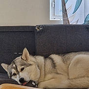 Talia participe au concours pour gagner de l'argent avec cette photo : dog, husky, sofa, indoor, window, curtain, resting, sleepy, tongue_out, furniture, pet, cozy, living_room, gray, relaxed, animal, canine, home, cute, tired