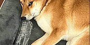Masumi a rejoint le concours — aidez-le/la à gagner de superbes lots ! animal, bed, canine, cozy, cute, dog, domestic_animal, fur, household, indoor, looking, lying_down, paws, pet, plastic_bottle, relaxed, resting, shiba_inu, side_eye, wooden_floor