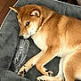 animal, bed, canine, cozy, cute, dog, domestic_animal, fur, household, indoor, looking, lying_down, paws, pet, plastic_bottle, relaxed, resting, shiba_inu, side_eye, wooden_floor