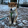 Masumi a rejoint le concours — aidez-le/la à gagner de superbes lots ! animal, cold, cute, daylight, dog, forest, fur, green_harness, ground, leash, nature, outdoor, pet, puppy, shiba_inu, sitting, snow, tree_trunk, winter, young_dog