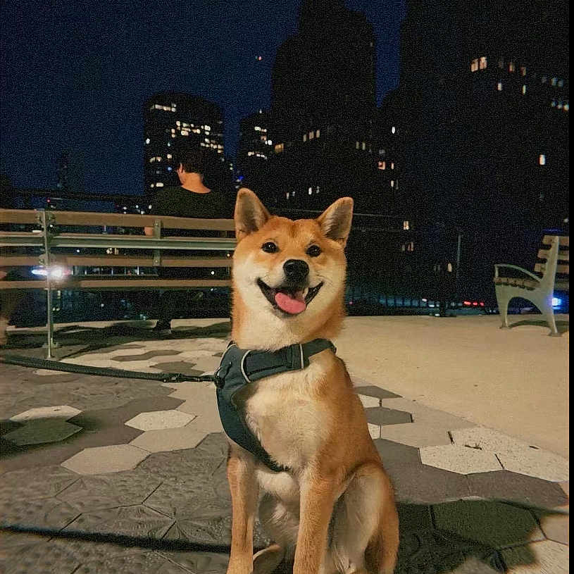 Masumi participe au concours pour gagner de l'argent avec cette photo : bench, canine, city, dog, evening, happy, harness, leash, lights, night, outdoor, pavement, person, pet, shadow, shiba_inu, sitting, skyscraper, smiling, urban
