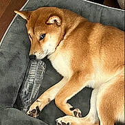 Masumi participe au concours pour gagner de l'argent avec cette photo : animal, bed, canine, cozy, cute, dog, domestic_animal, fur, household, indoor, looking, lying_down, paws, pet, plastic_bottle, relaxed, resting, shiba_inu, side_eye, wooden_floor