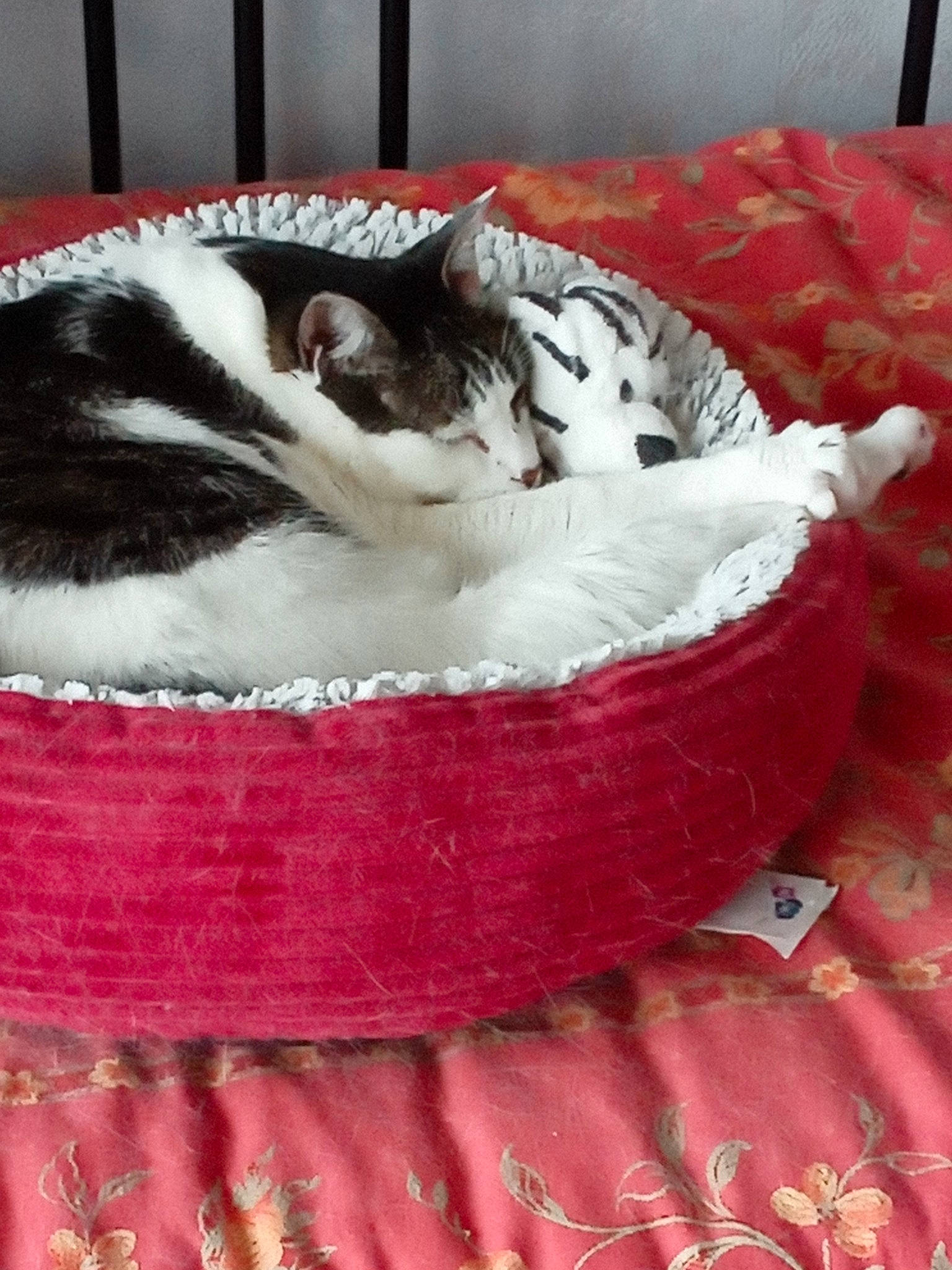 Buzz participe au concours pour gagner de l'argent avec cette photo : basket, canidae, carnivore, cat, cat_bed, cat_furniture, cat_supply, claw, comfort, domestic_short_haired_cat, felidae, fur, linens, nap, pattern, paw, sleep, small_to_medium_sized_cats, tail, whiskers