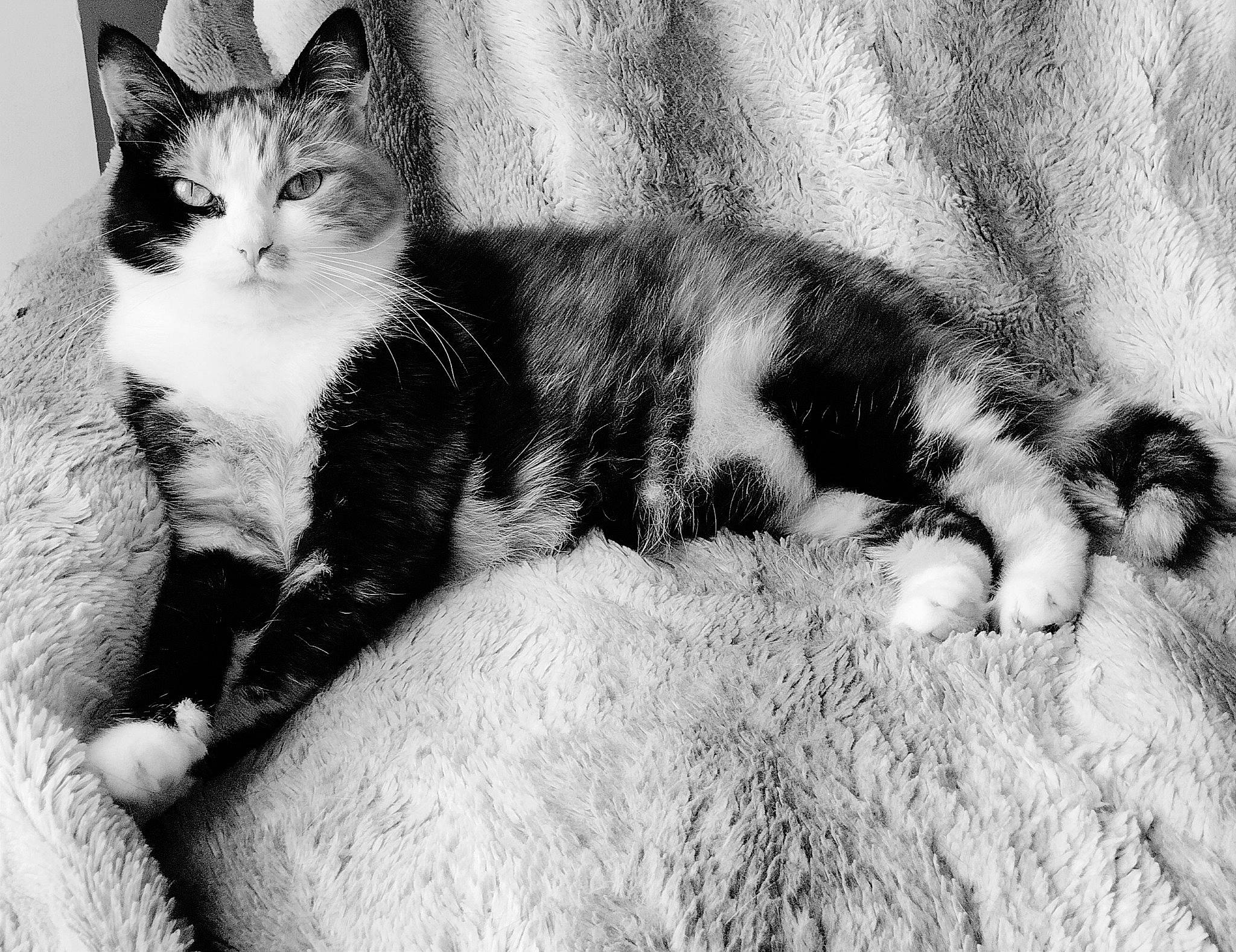 Célesta a rejoint le concours — aidez-le/la à gagner de superbes lots ! black_and_white, carnivore, cat, claw, close_up, comfort, domestic_short_haired_cat, felidae, fur, grey, monochrome, monochrome_photography, paw, sitting, small_to_medium_sized_cats, snout, stock_photography, style, tail, whiskers
