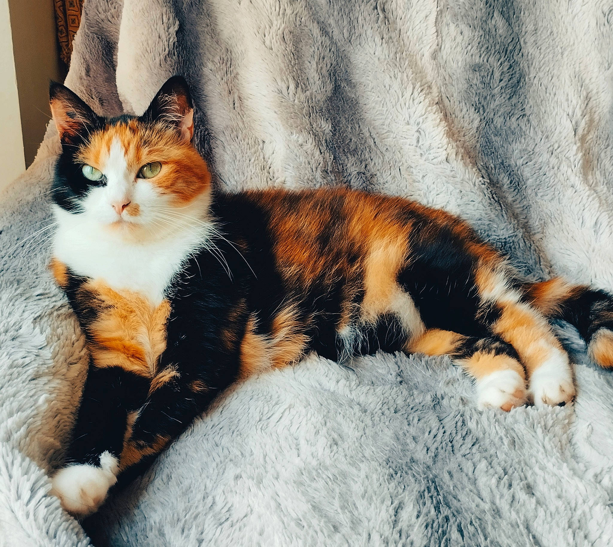 Célesta participe au concours pour gagner de l'argent avec cette photo : art, carnivore, cat, claw, comfort, domestic_short_haired_cat, felidae, foot, fur, nap, paw, sitting, sleep, small_to_medium_sized_cats, snout, tail, terrestrial_animal, tree, whiskers, wood