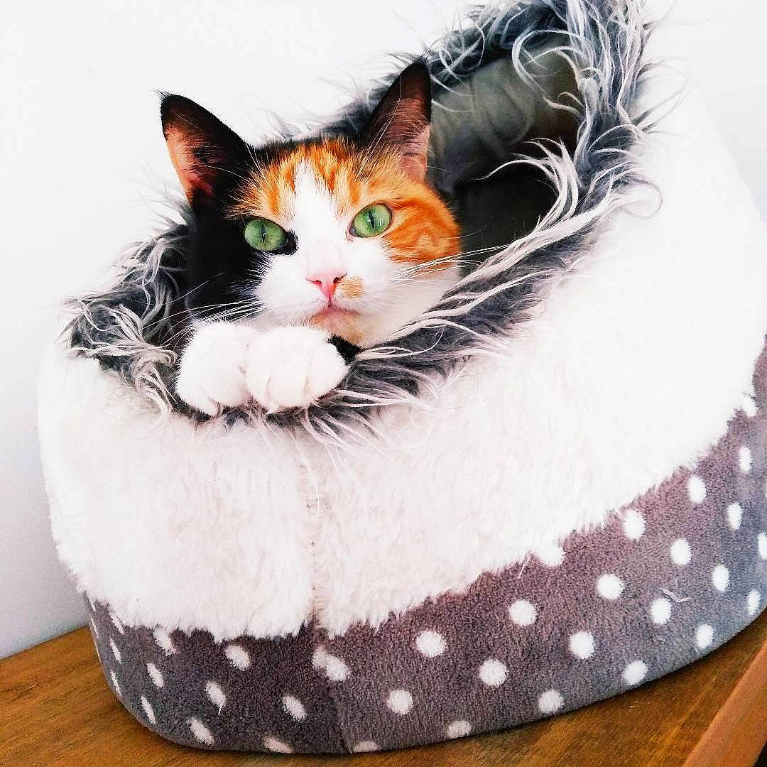 Célesta a rejoint le concours — aidez-le/la à gagner de superbes lots ! bag, basket, bowl, box, carnivore, cat, cat_supply, comfort, costume_hat, domestic_short_haired_cat, eye, fashion_accessory, felidae, foot, footwear, fur, linens, paw, small_to_medium_sized_cats, whiskers