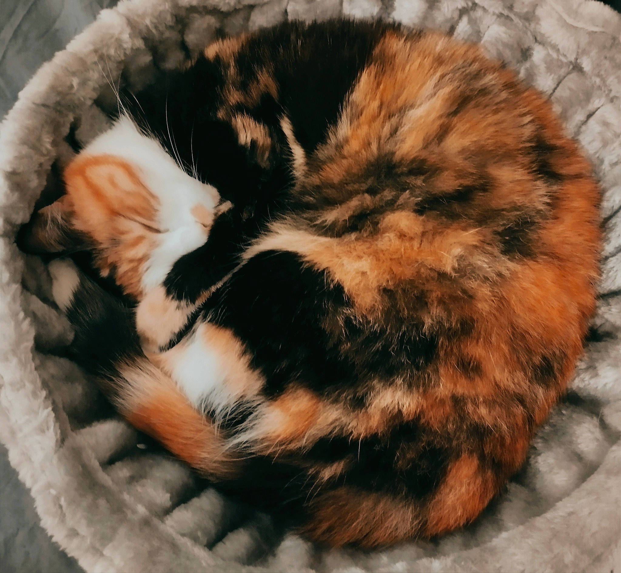 Célesta a rejoint le concours — aidez-le/la à gagner de superbes lots ! big_cats, carnivore, cat, cat_bed, claw, comfort, domestic_short_haired_cat, eye, fawn, felidae, fur, head, nap, pattern, paw, small_to_medium_sized_cats, snout, tail, terrestrial_animal, whiskers