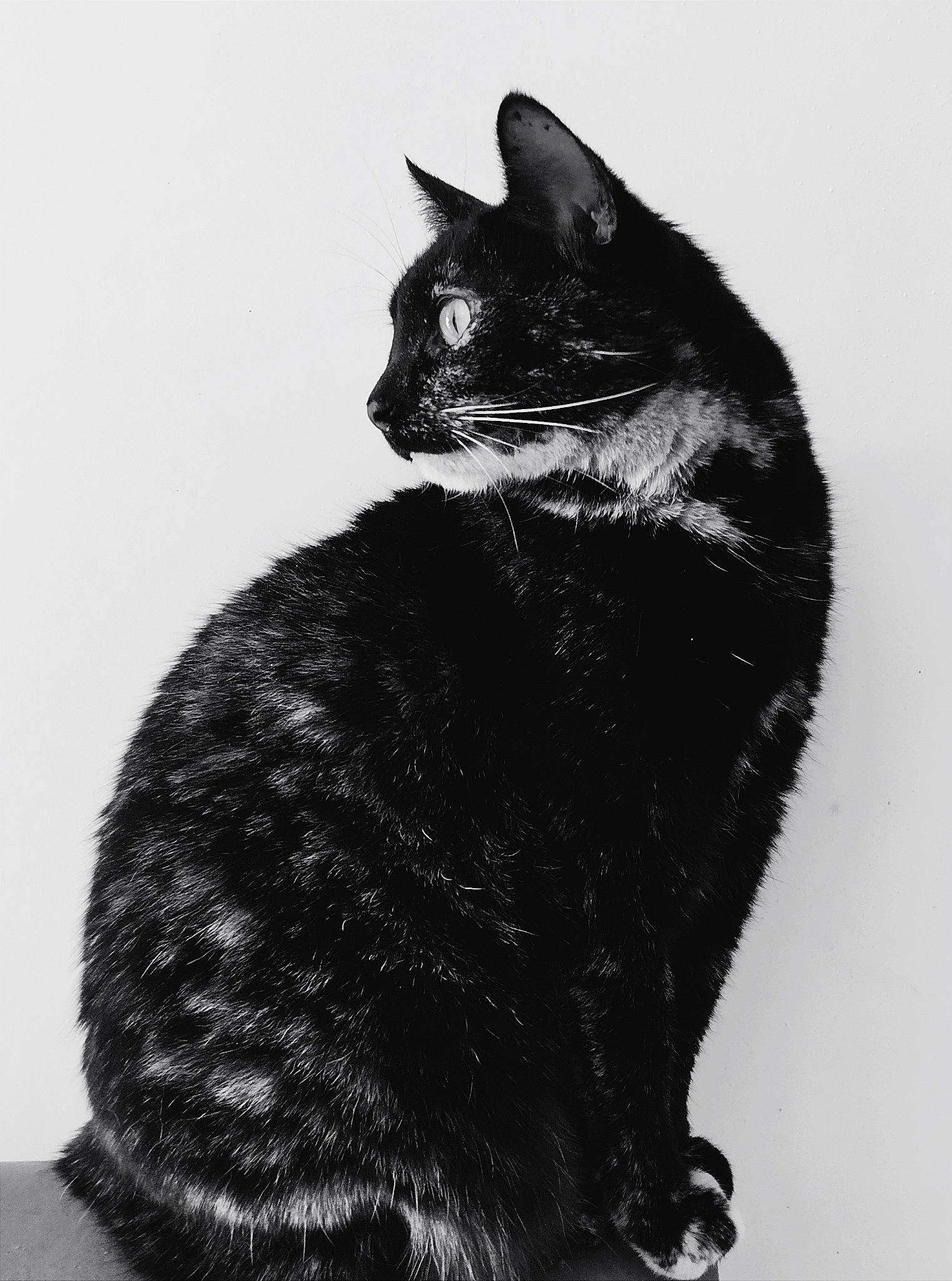 Suika participe au concours pour gagner de l'argent avec cette photo : art, black_cat, bombay, carnivore, cat, domestic_short_haired_cat, drawing, eye, felidae, fur, illustration, monochrome, monochrome_photography, painting, paw, small_to_medium_sized_cats, snout, tail, terrestrial_animal, whiskers