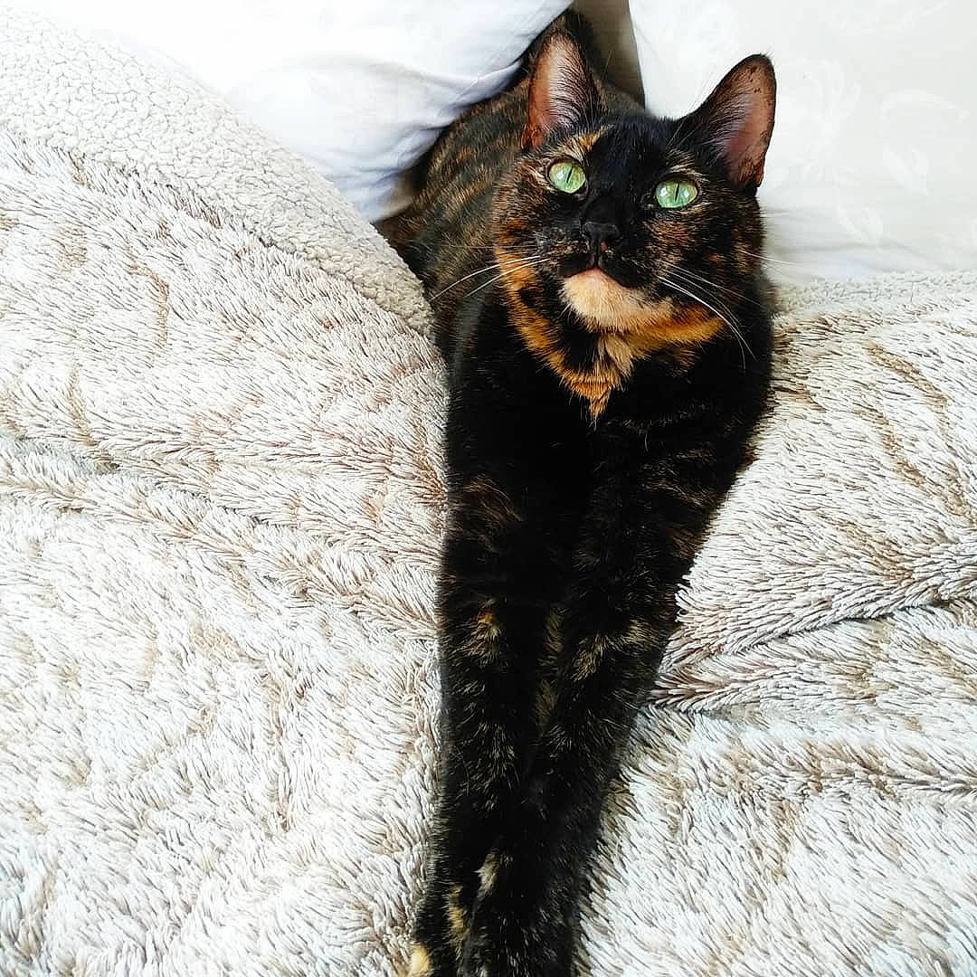 Suika participe au concours pour gagner de l'argent avec cette photo : black_cat, bombay, carnivore, cat, claw, domestic_short_haired_cat, eye, felidae, fur, paw, plant, small_to_medium_sized_cats, snout, tail, terrestrial_animal, tree, trunk, twig, whiskers, wildlife