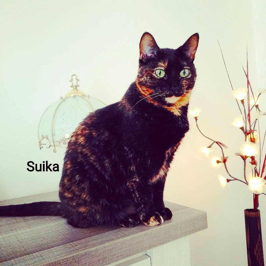 Suika participe au concours pour gagner de l'argent avec cette photo : black_cat, bombay, carnivore, cat, domestic_short_haired_cat, felidae, flowerpot, fur, houseplant, metal, paw, plant, rectangle, sitting, small_to_medium_sized_cats, square, tail, terrestrial_animal, whiskers, window