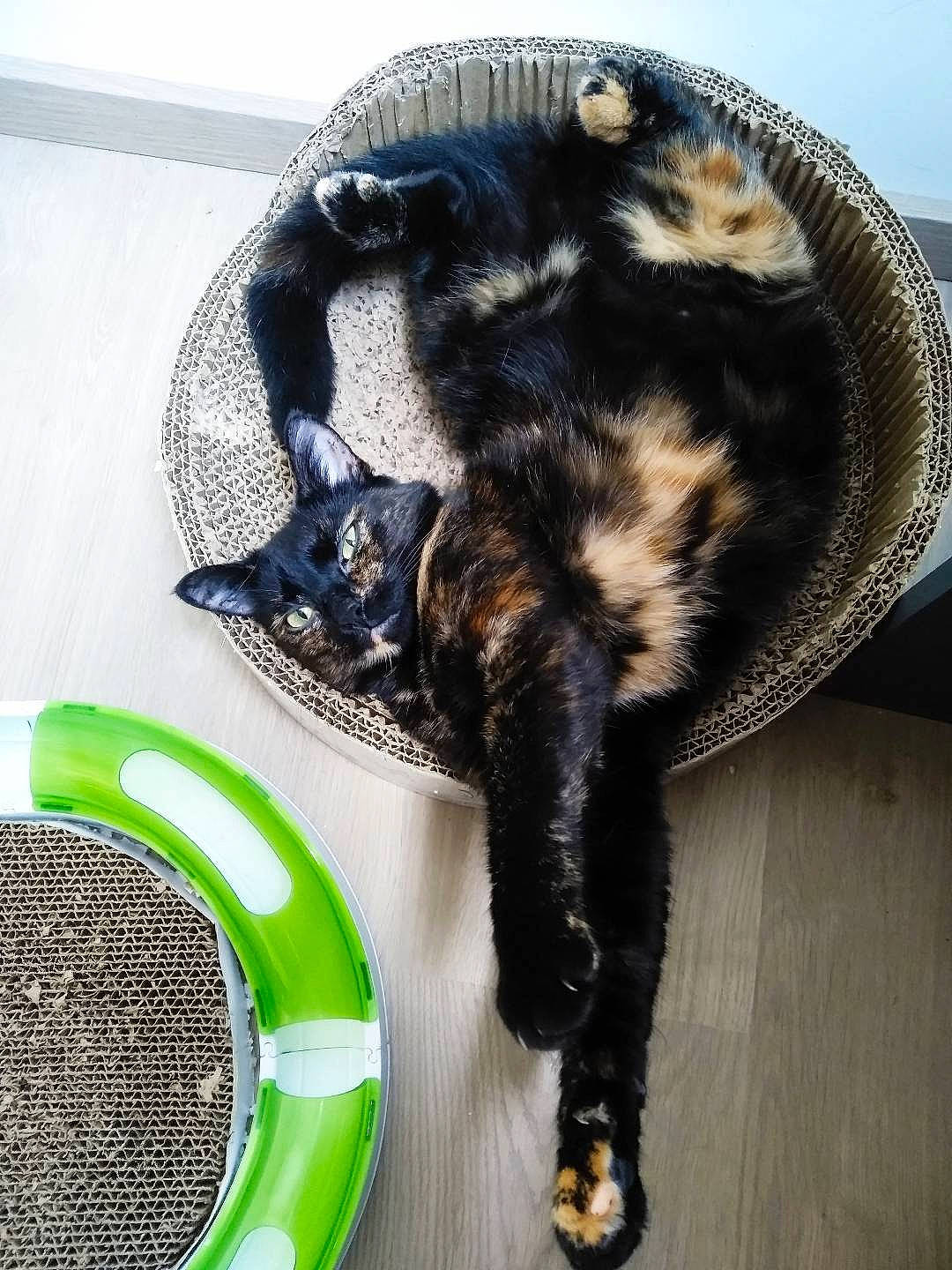 Hécate participe au concours pour gagner de l'argent avec cette photo : black_cat, carnivore, cat, circle, claw, comfort, comfort_food, dishware, domestic_short_haired_cat, fashion_accessory, felidae, fur, sculpture, small_to_medium_sized_cats, tableware, tail, terrestrial_animal, whiskers