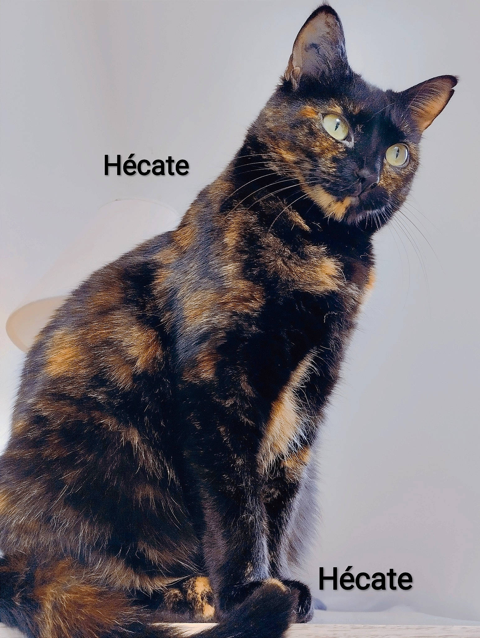 Hécate participe au concours pour gagner de l'argent avec cette photo : carnivore, cat, domestic_short_haired_cat, felidae, font, fur, organism, paw, photo_caption, small_to_medium_sized_cats, snout, tail, terrestrial_animal, whiskers, wildlife