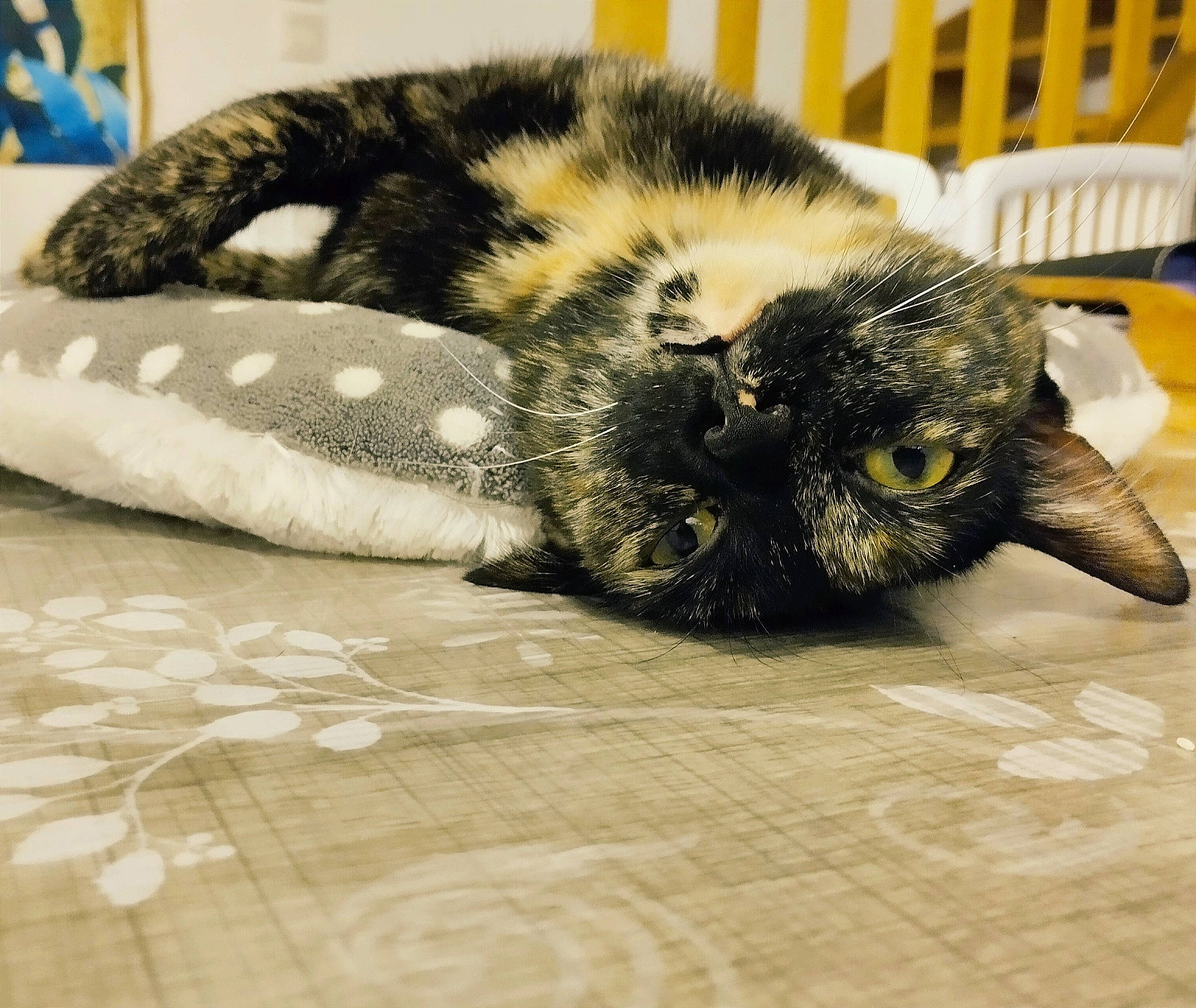 Raven participe au concours pour gagner de l'argent avec cette photo : carnivore, cat, chair, claw, comfort, domestic_short_haired_cat, felidae, flooring, foot, fur, hardwood, human_leg, nap, paw, room, small_to_medium_sized_cats, snout, tail, terrestrial_animal, whiskers