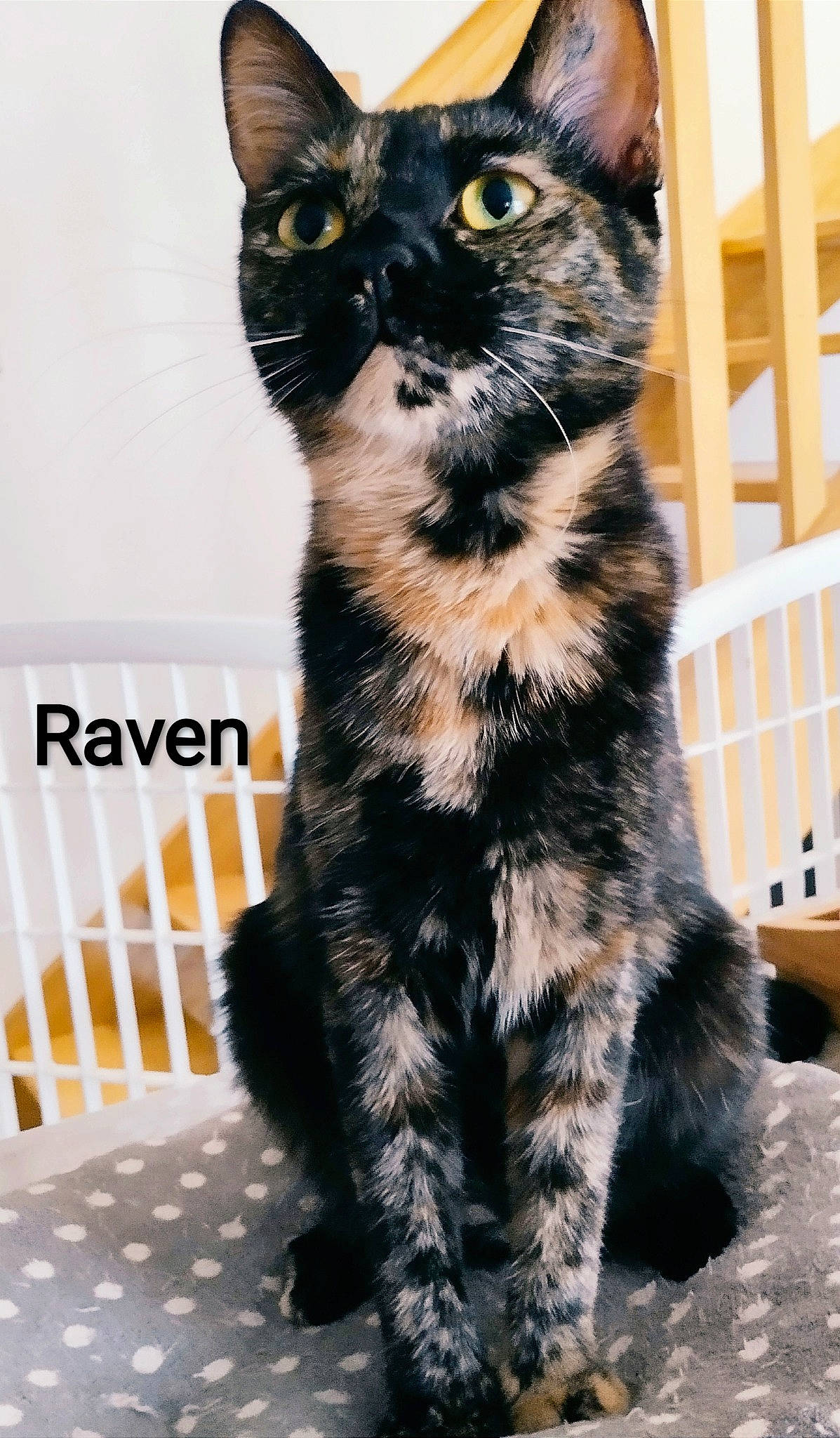 Raven a rejoint le concours — aidez-le/la à gagner de superbes lots ! black_cat, carnivore, cat, claw, domestic_short_haired_cat, felidae, fur, pattern, paw, small_to_medium_sized_cats, snout, tail, terrestrial_animal, whiskers