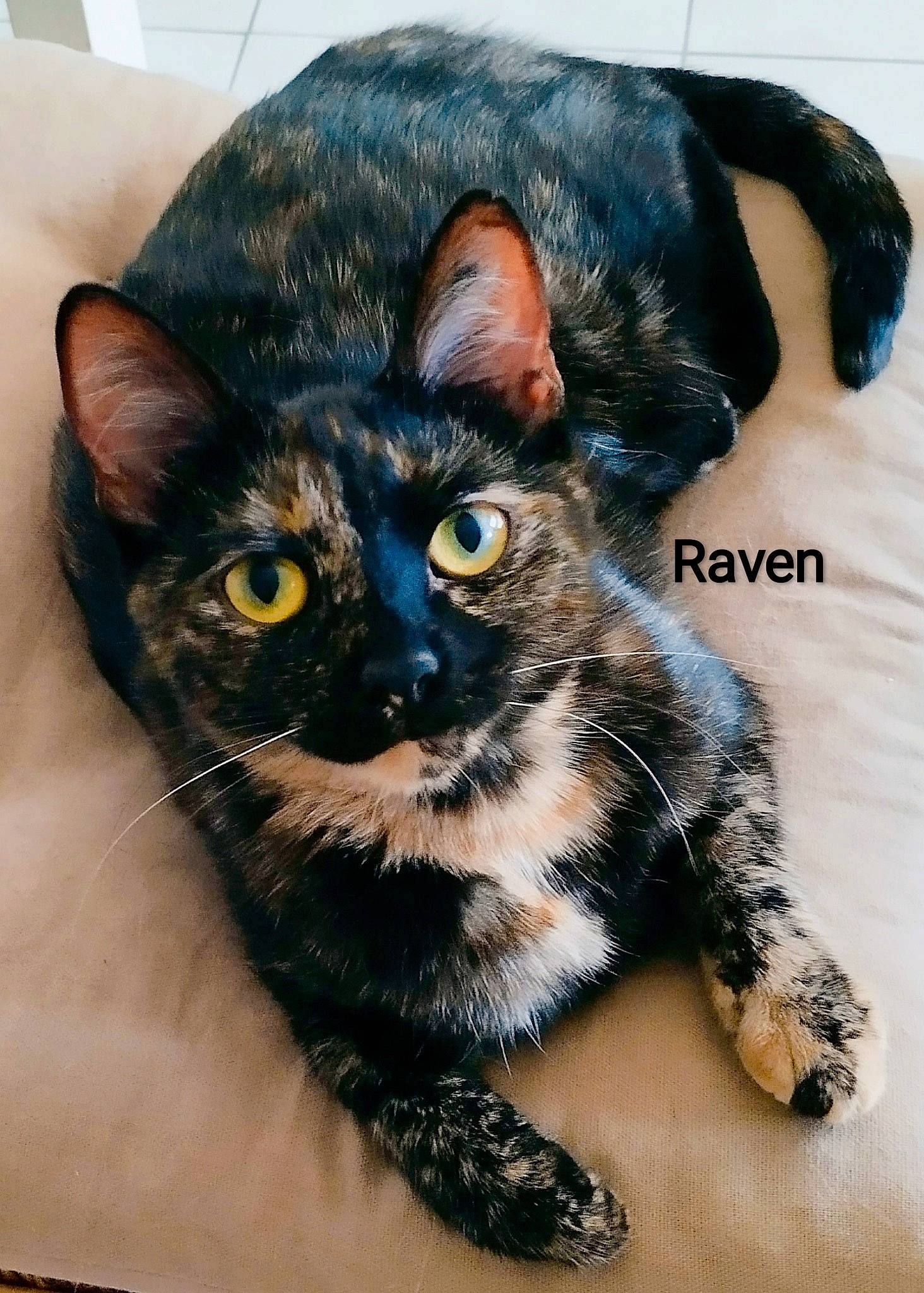Raven