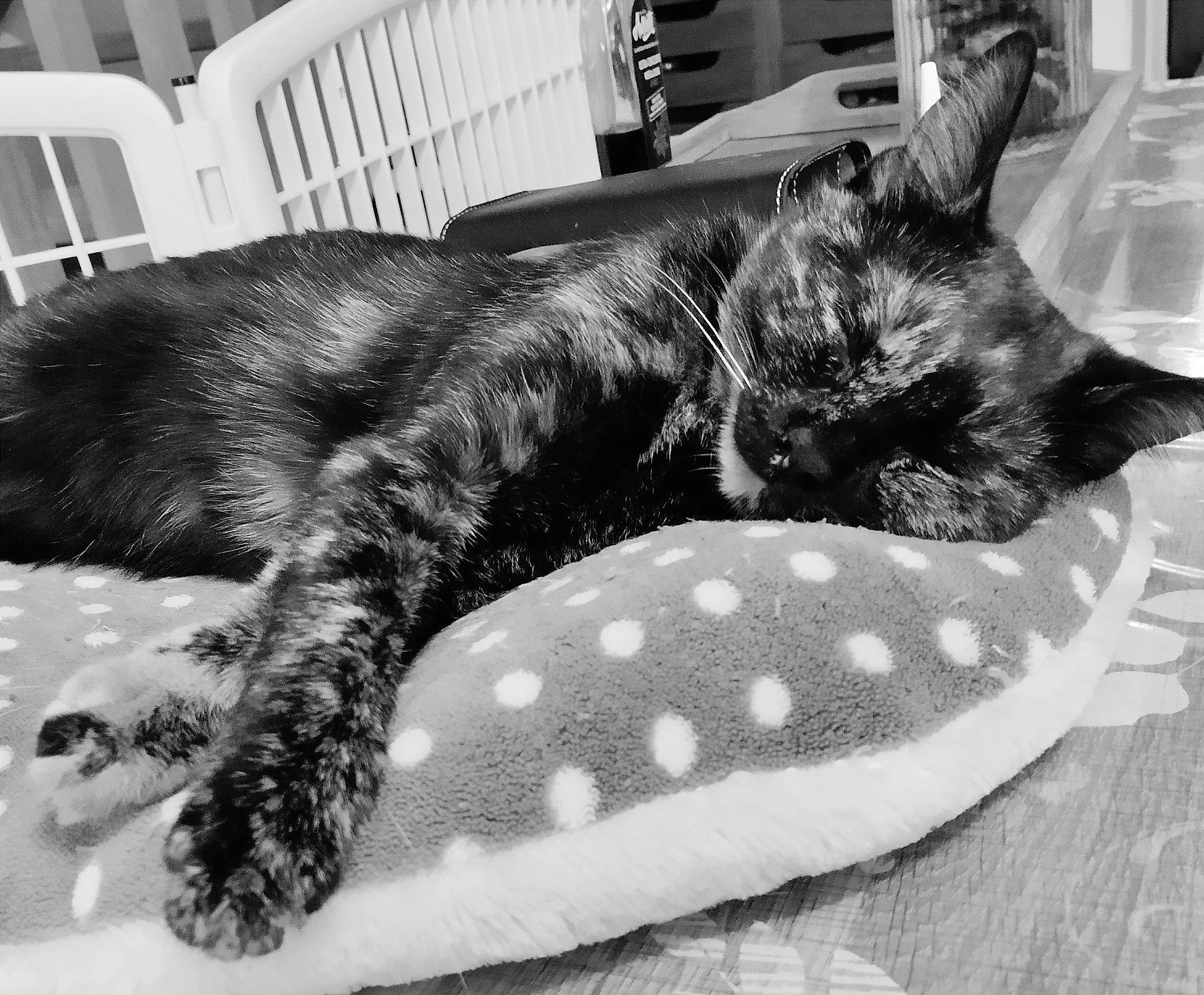 Raven a rejoint le concours — aidez-le/la à gagner de superbes lots ! black, black_and_white, black_cat, carnivore, cat, comfort, dog_breed, domestic_short_haired_cat, felidae, fur, grey, monochrome, monochrome_photography, paw, small_to_medium_sized_cats, snout, sporting_group, style, tail, whiskers