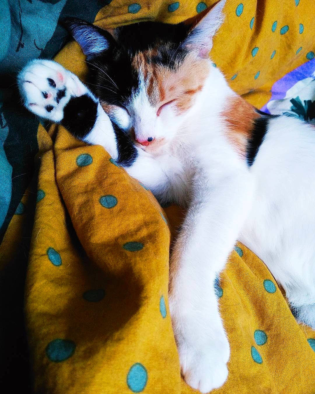 Lilith a rejoint le concours — aidez-le/la à gagner de superbes lots ! art, carnivore, cat, comfort, fawn, felidae, grass, hand, human_leg, lap, leg, linens, mammal, plant, sky, small_to_medium_sized_cats, tail, textile, vertebrate, whiskers