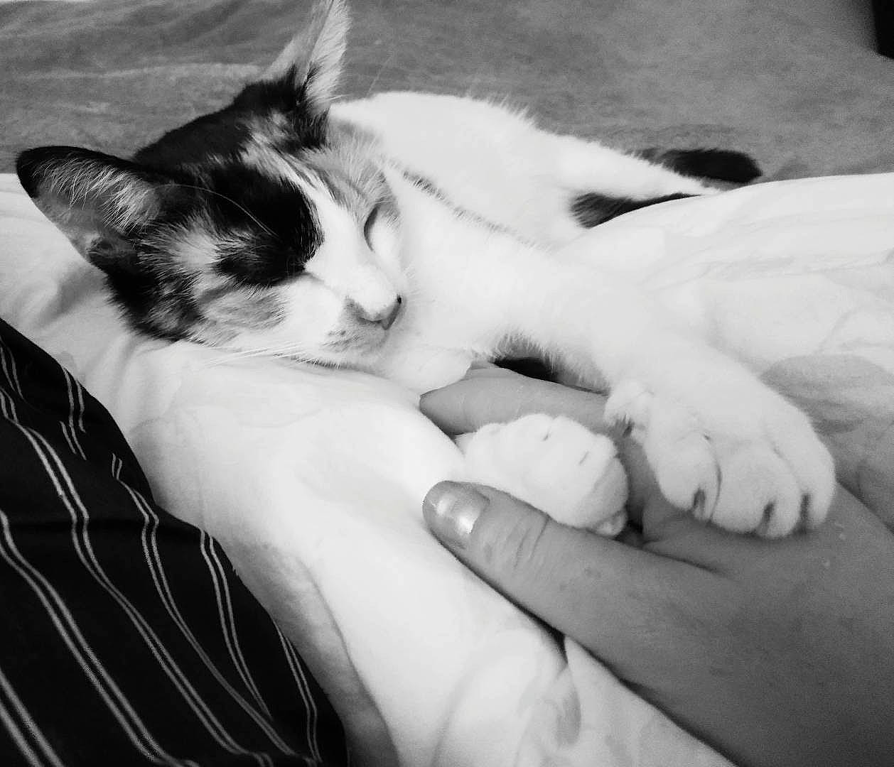 Lilith a rejoint le concours — aidez-le/la à gagner de superbes lots ! black, black_and_white, carnivore, cat, cloud, comfort, eye, eyebrow, felidae, finger, gesture, hair, hand, head, human_body, leg, small_to_medium_sized_cats, style, whiskers, white