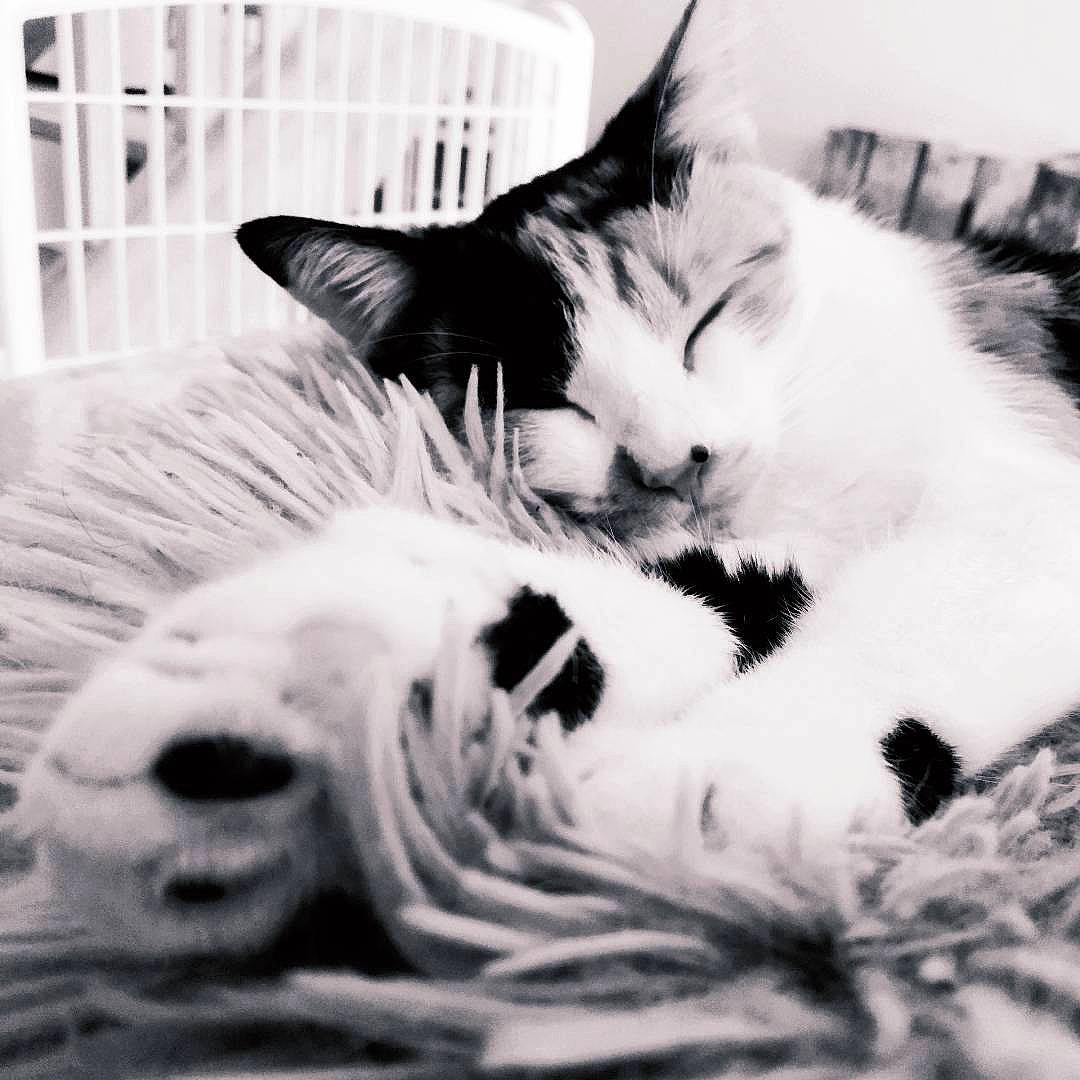 Lilith participe au concours pour gagner de l'argent avec cette photo : black_and_white, carnivore, cat, claw, comfort, domestic_short_haired_cat, felidae, fur, monochrome, monochrome_photography, nap, paw, photography, sleep, small_to_medium_sized_cats, snout, style, tail, whiskers