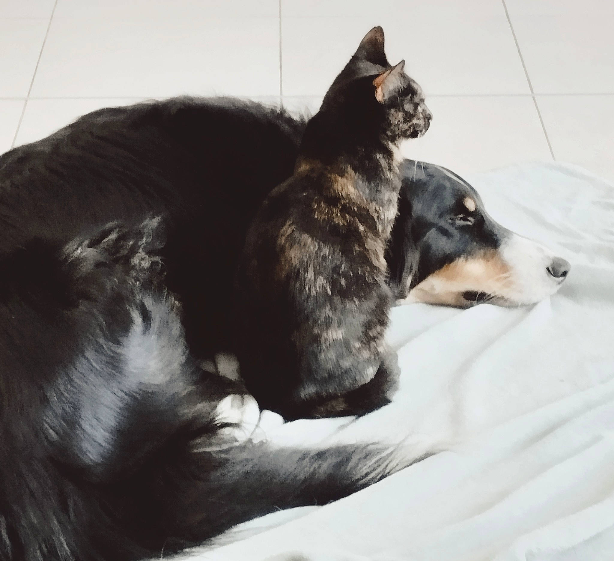 Spike participe au concours pour gagner de l'argent avec cette photo : canidae, carnivore, comfort, companion_dog, couch, dog, dog_breed, dog_supply, fur, guard_dog, monochrome_photography, paw, pet_supply, snout, sporting_group, tail, terrestrial_animal, whiskers, working_animal, working_dog