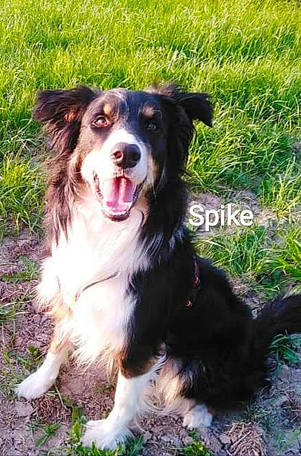 Spike