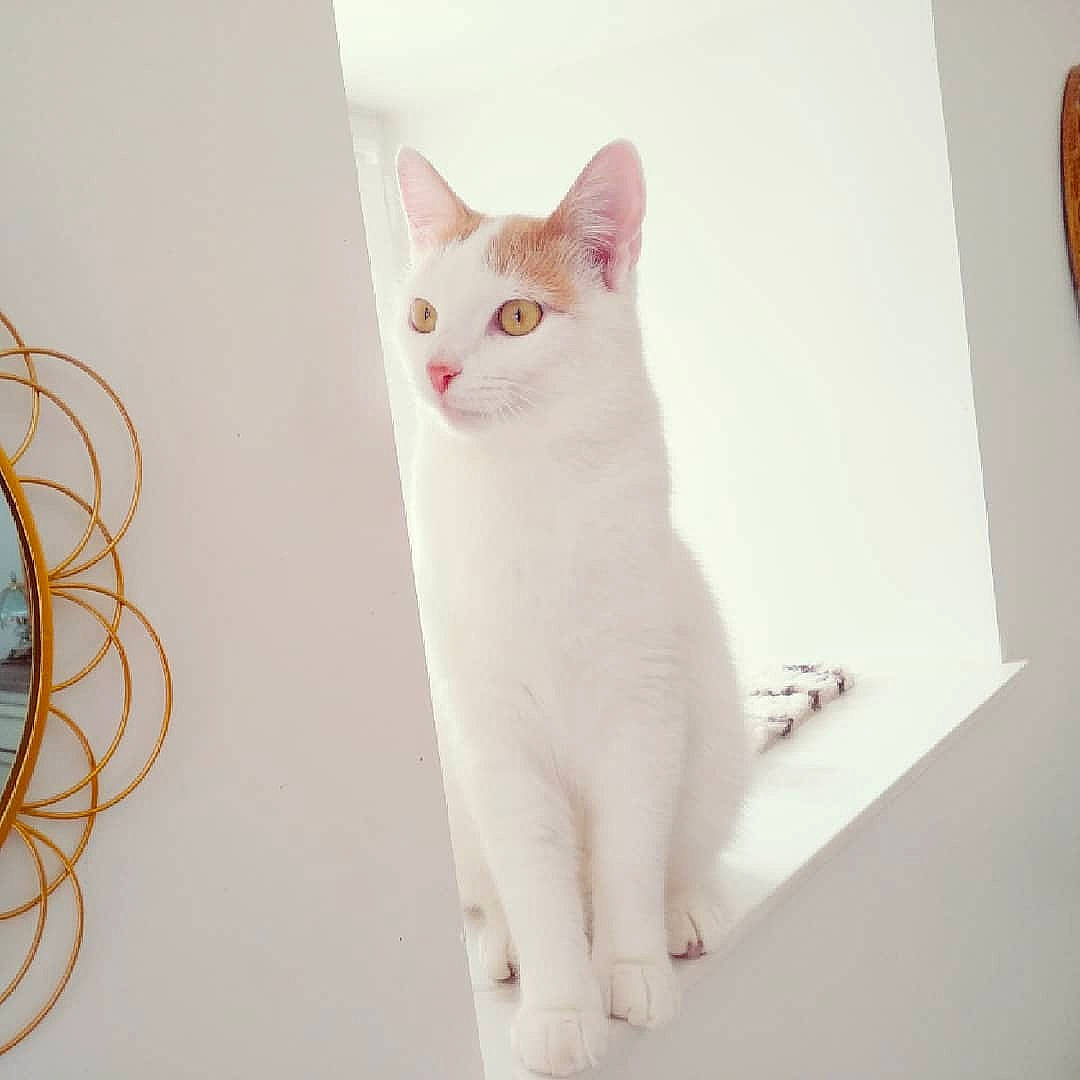 Odin a rejoint le concours — aidez-le/la à gagner de superbes lots ! art, carnivore, cat, domestic_short_haired_cat, eye, fawn, felidae, fur, paw, pet_supply, plaster, small_to_medium_sized_cats, snout, tail, whiskers, window