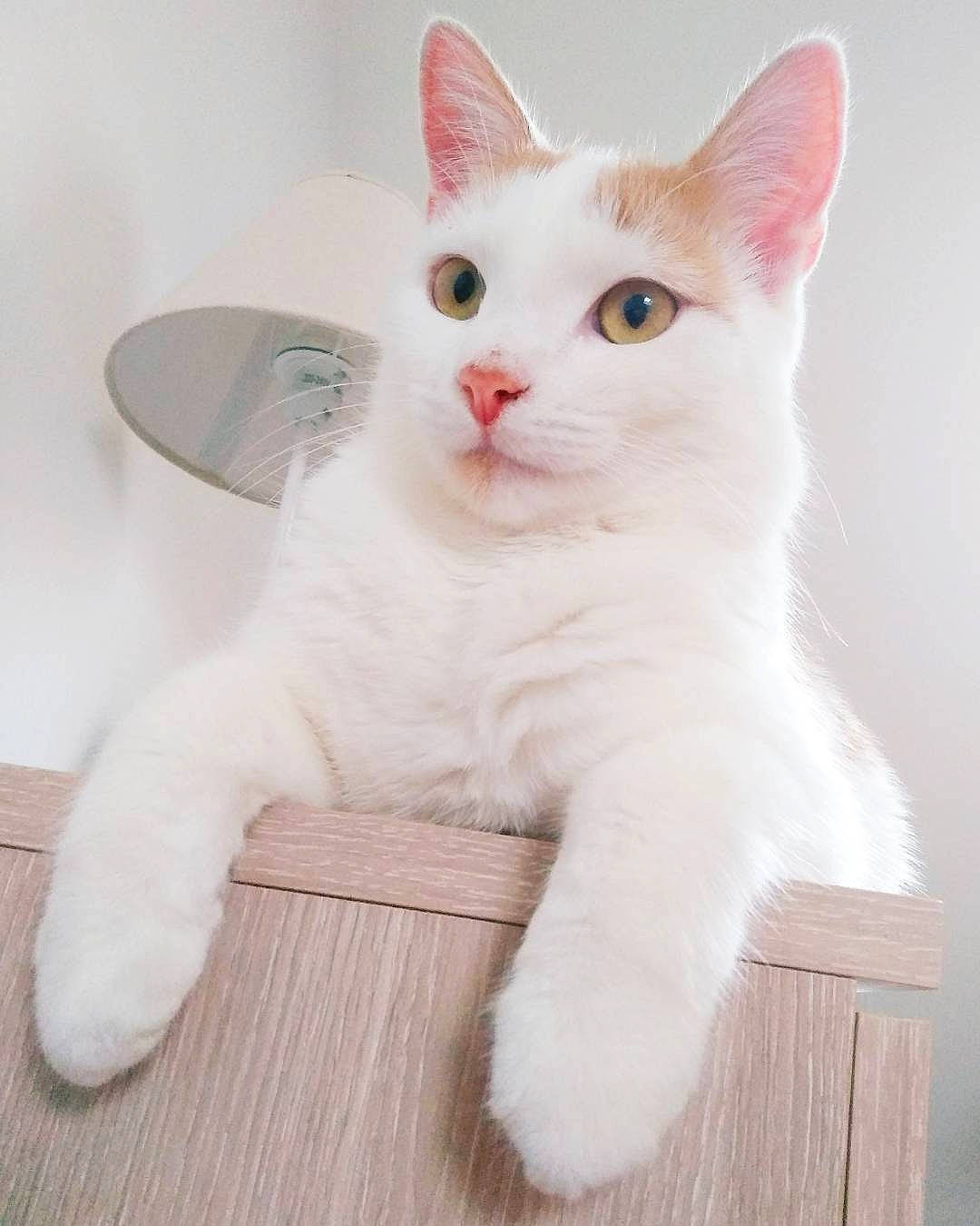 Odin a rejoint le concours — aidez-le/la à gagner de superbes lots ! carnivore, cat, comfort, domestic_short_haired_cat, ear, felidae, flooring, fur, hardwood, paw, small_to_medium_sized_cats, snout, tail, whiskers, wood