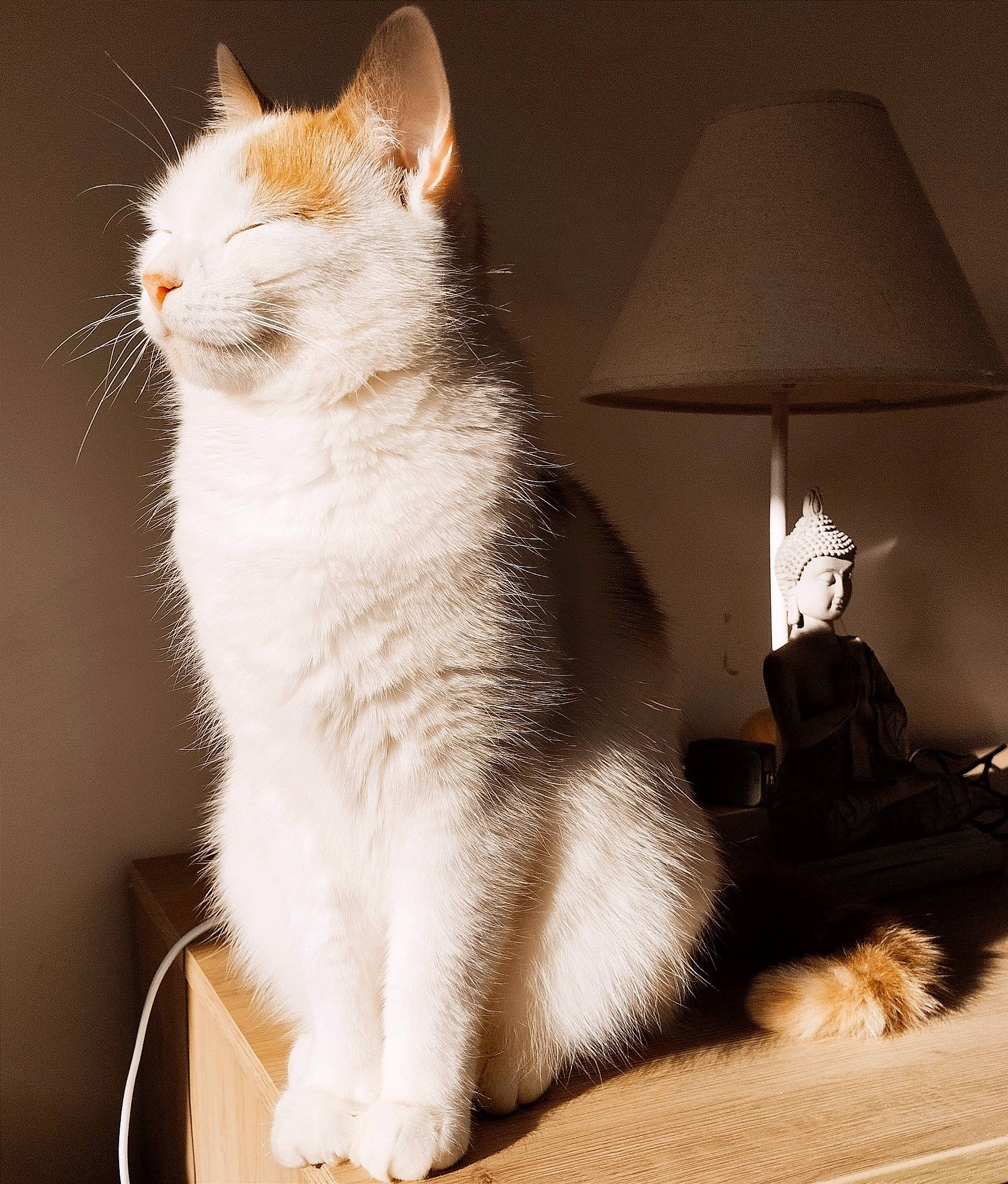 Odin a rejoint le concours — aidez-le/la à gagner de superbes lots ! carnivore, cat, comfort, darkness, domestic_short_haired_cat, felidae, flooring, fur, human_leg, lamp, lampshade, paw, shadow, sitting, small_to_medium_sized_cats, snout, tail, tints_and_shades, whiskers, wood