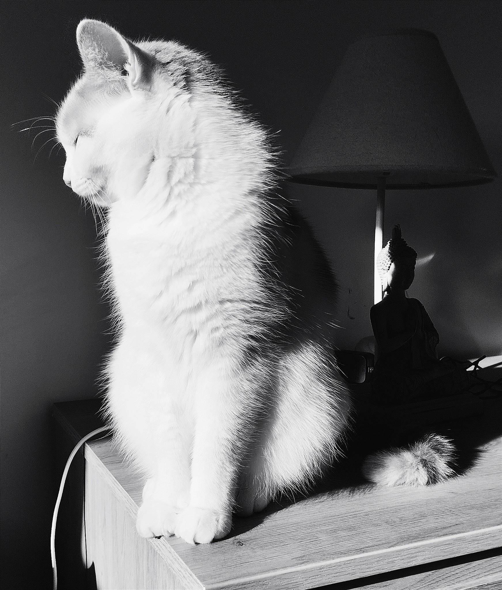 Odin participe au concours pour gagner de l'argent avec cette photo : black, black_and_white, carnivore, cat, darkness, felidae, flash_photography, fur, gesture, lamp, monochrome, monochrome_photography, small_to_medium_sized_cats, snout, still_life_photography, stock_photography, style, tail, tints_and_shades, whiskers