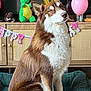 Aïka participe au concours pour gagner de l'argent avec cette photo : balloon, banner, birthday_cake, brown_and_white, candle, celebration, closeup, crown, decorations, dog, festive, floor, fur, green_bed, indoor, party_hat, pet, plush_toy, sitting, wooden_cabinet