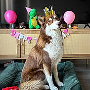 Aïka a rejoint le concours — aidez-le/la à gagner de superbes lots ! balloon, birthday, brown_and_white, cake, canine, celebration, crown, decorations, dog, floor, fur, gift, happy, indoor, number_candle, party, pet_bed, plate, sitting, toy