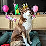 balloon, birthday, brown_and_white, cake, canine, celebration, crown, decorations, dog, floor, fur, gift, happy, indoor, number_candle, party, pet_bed, plate, sitting, toy